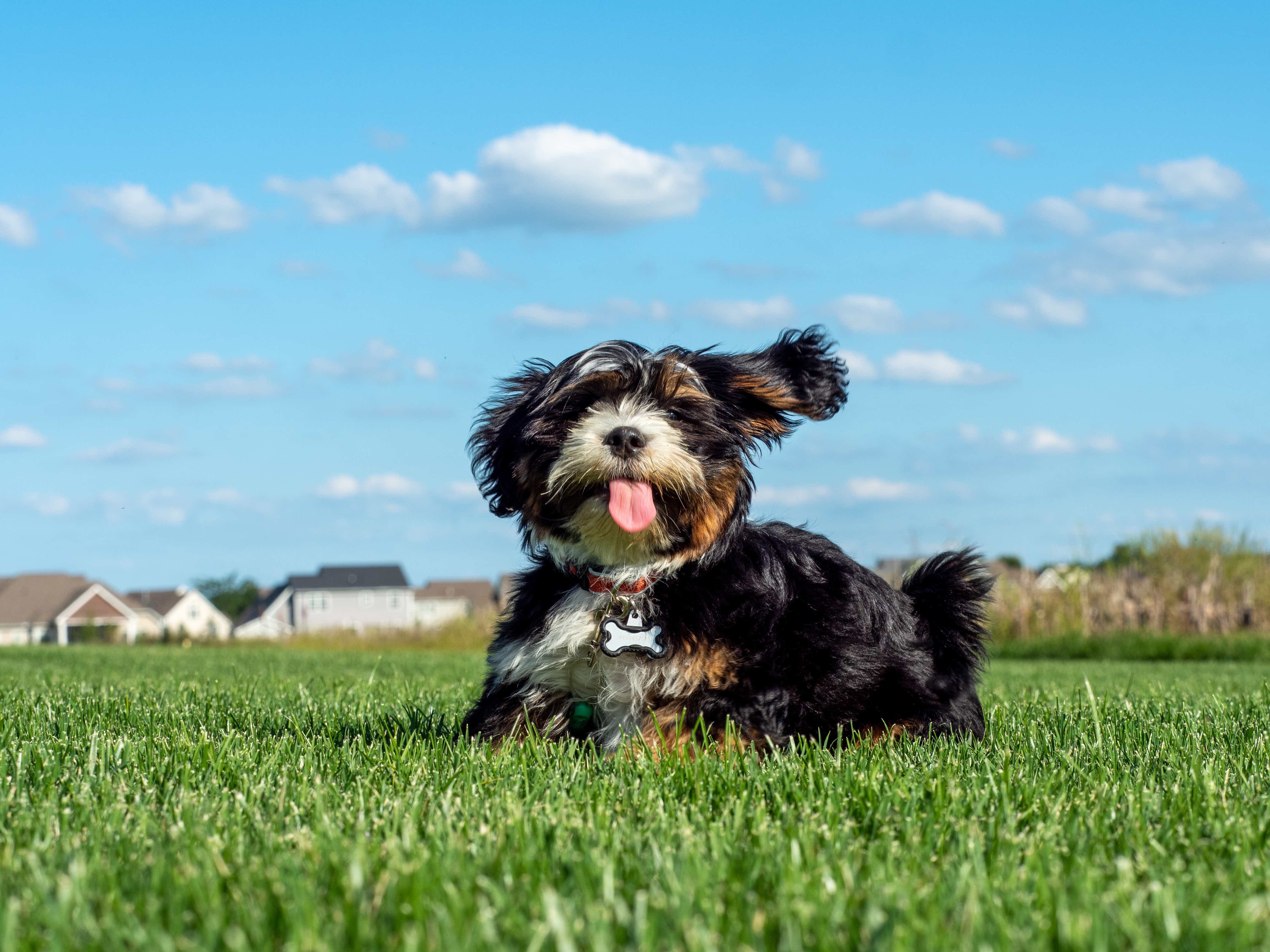 Cute dog 2024 breeds hypoallergenic