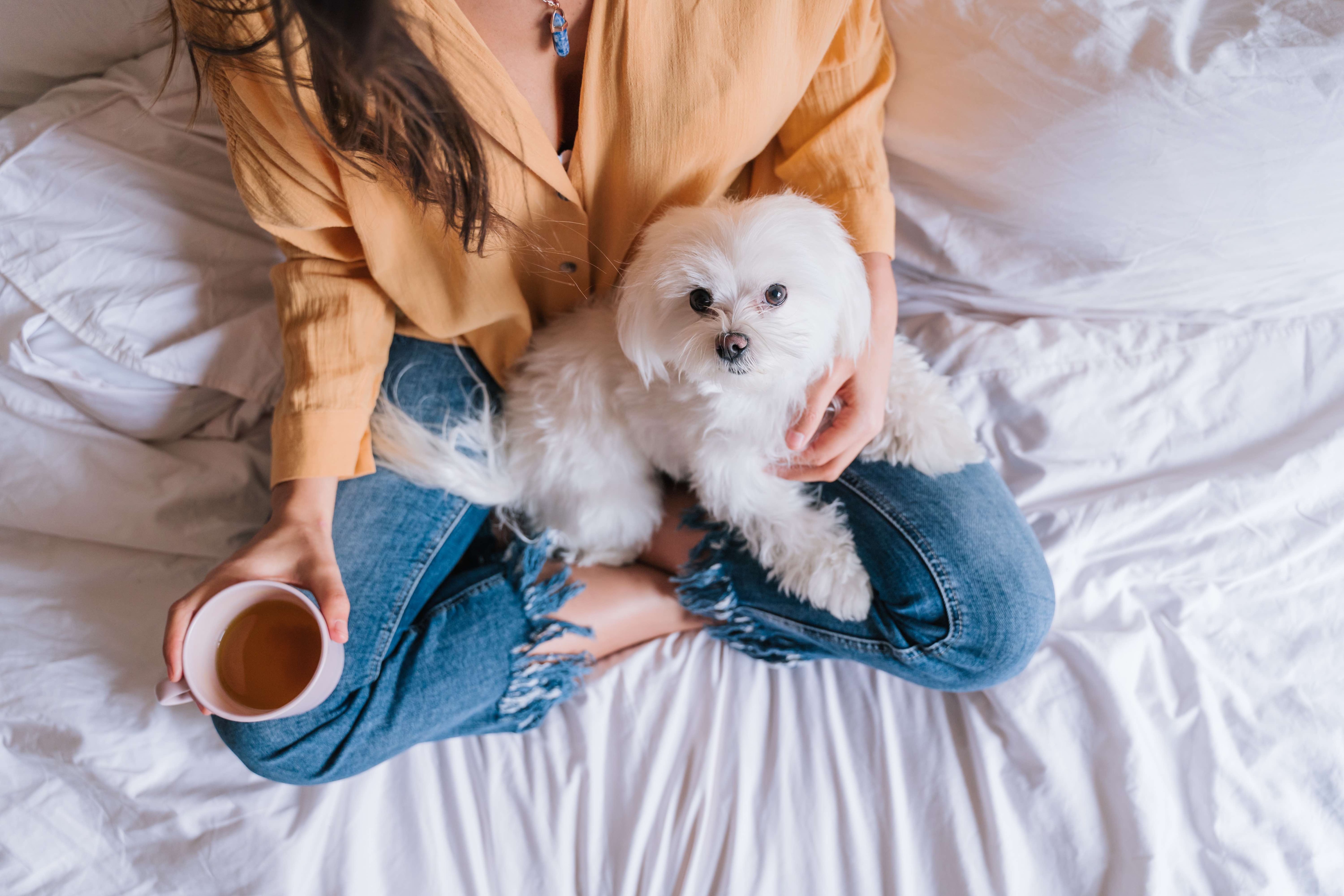 woman holding a white maltese dog on a bed