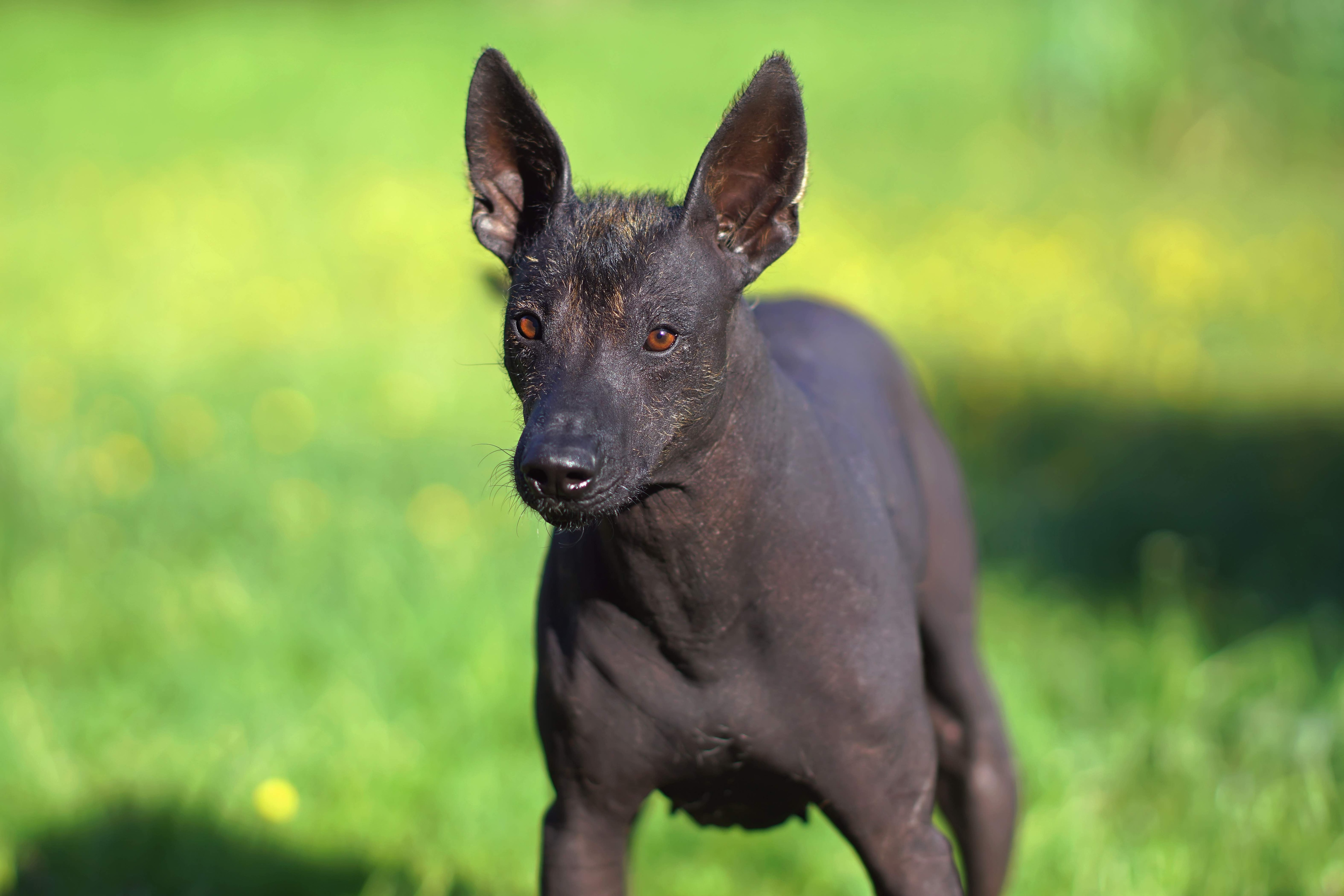 black mexican hairless dog standing in grass