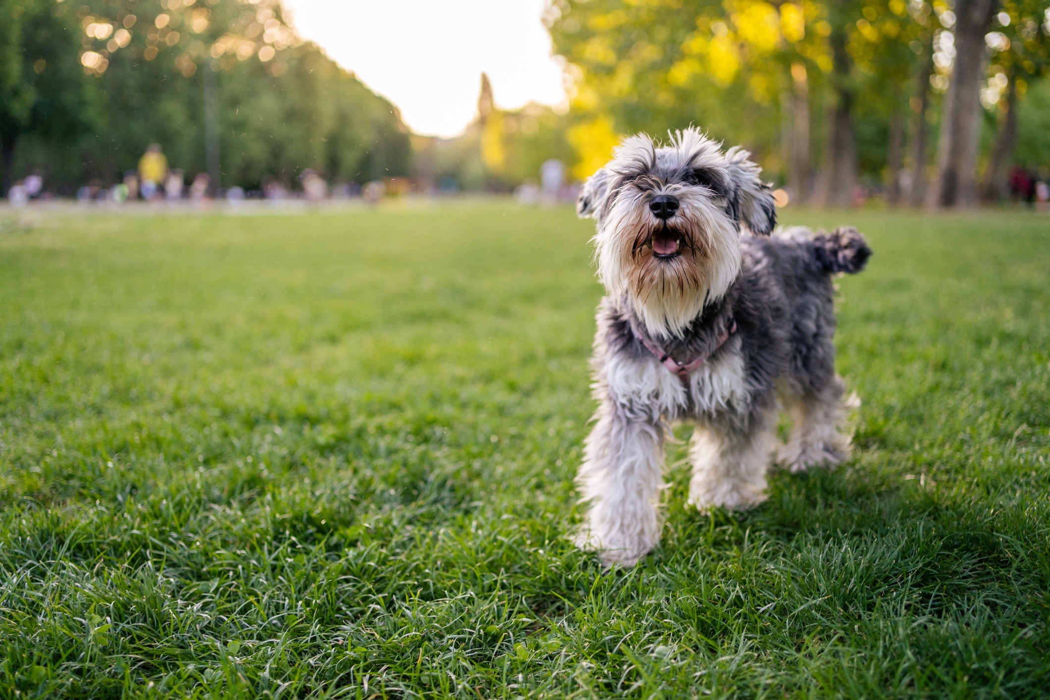 Mini hotsell hypoallergenic dog