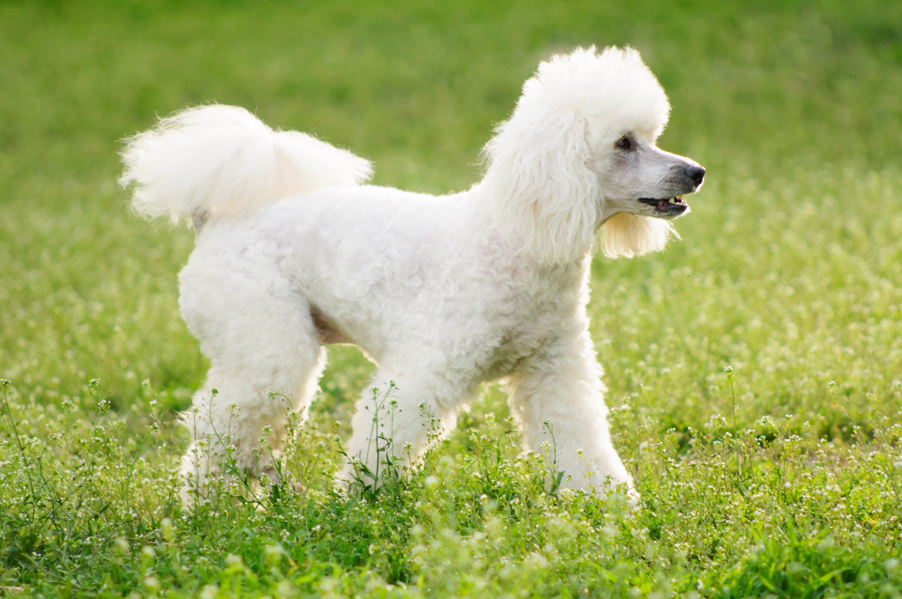 White fluffy hot sale dog hypoallergenic