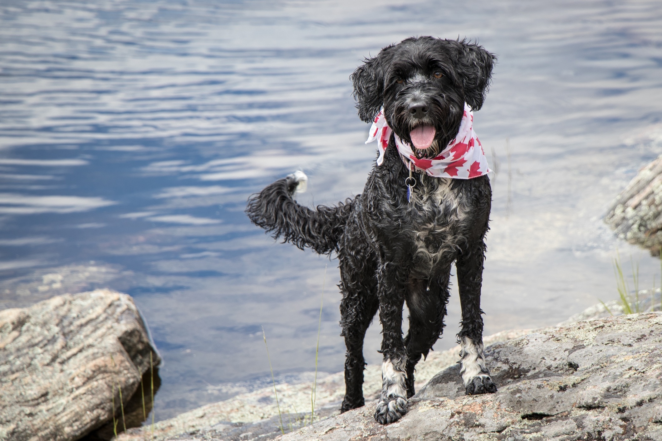 black and white portuguese water dog wearing a red maple leaf bandana in front of water 