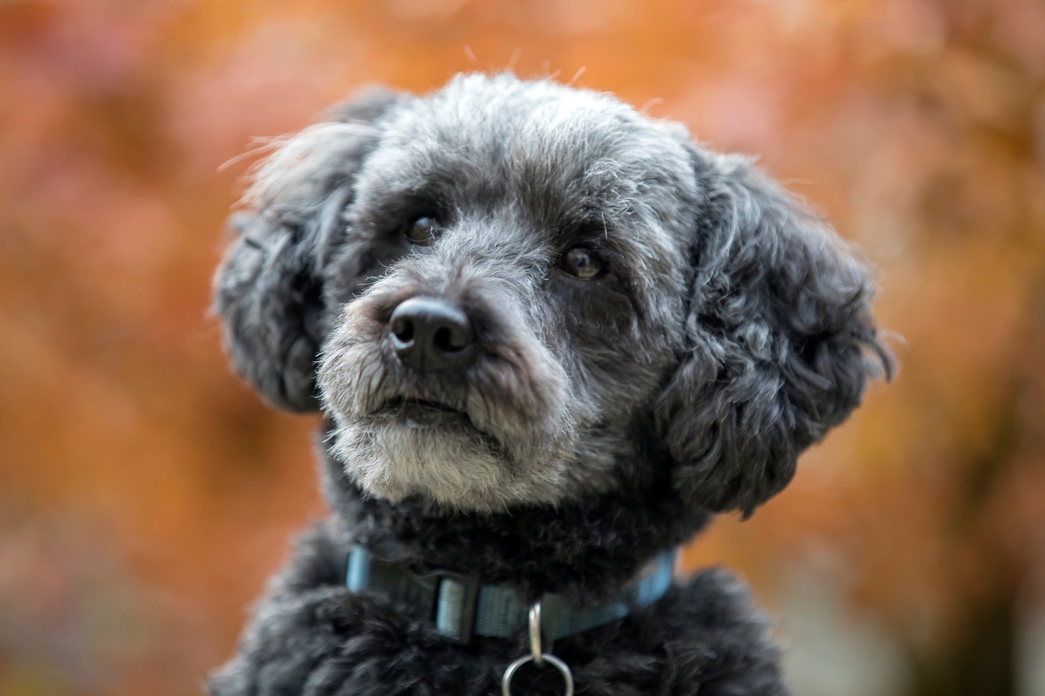 gray schnoodle close-up