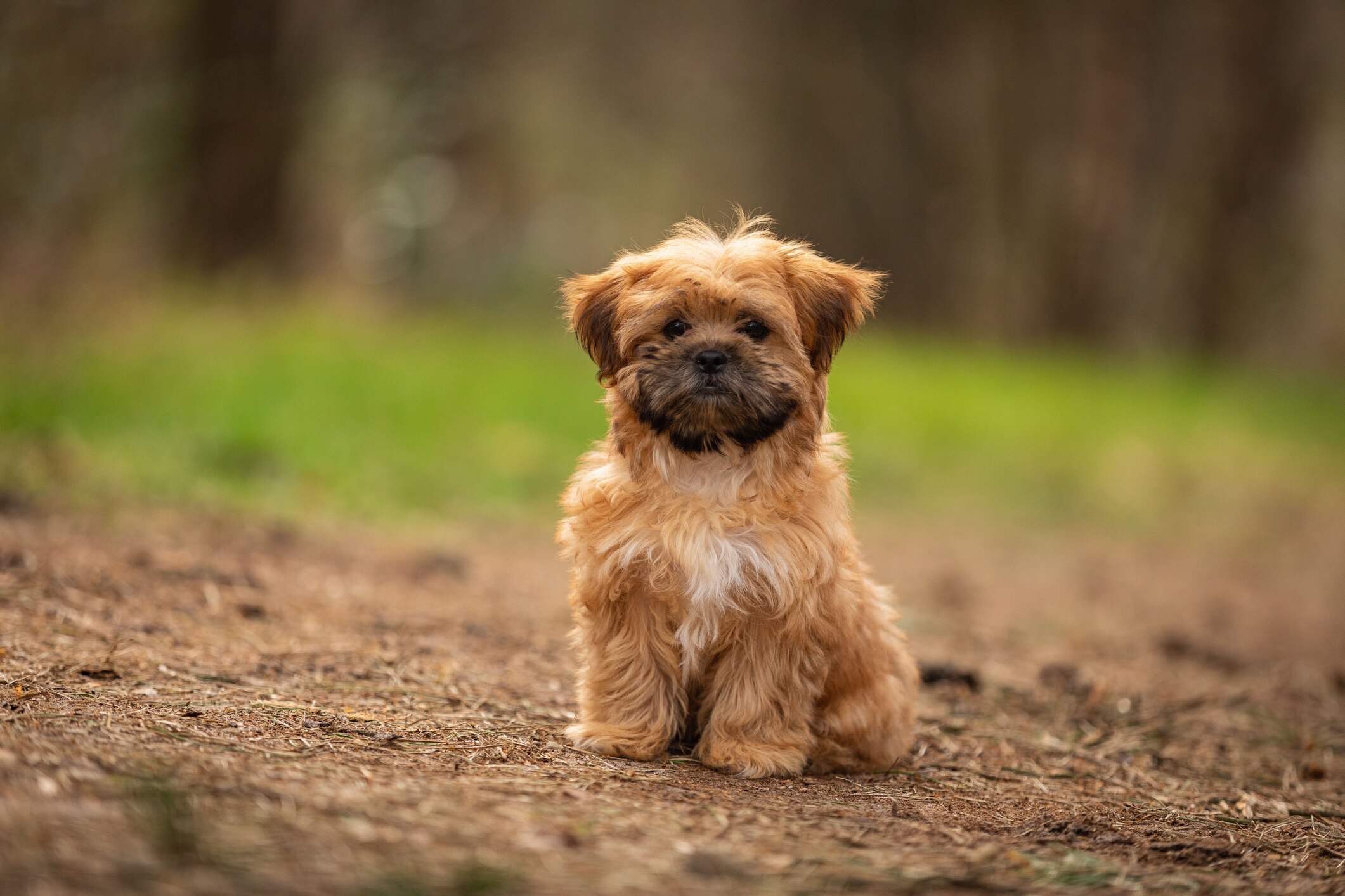 30 Hypoallergenic Dogs That Don t Shed a Lot PetMD