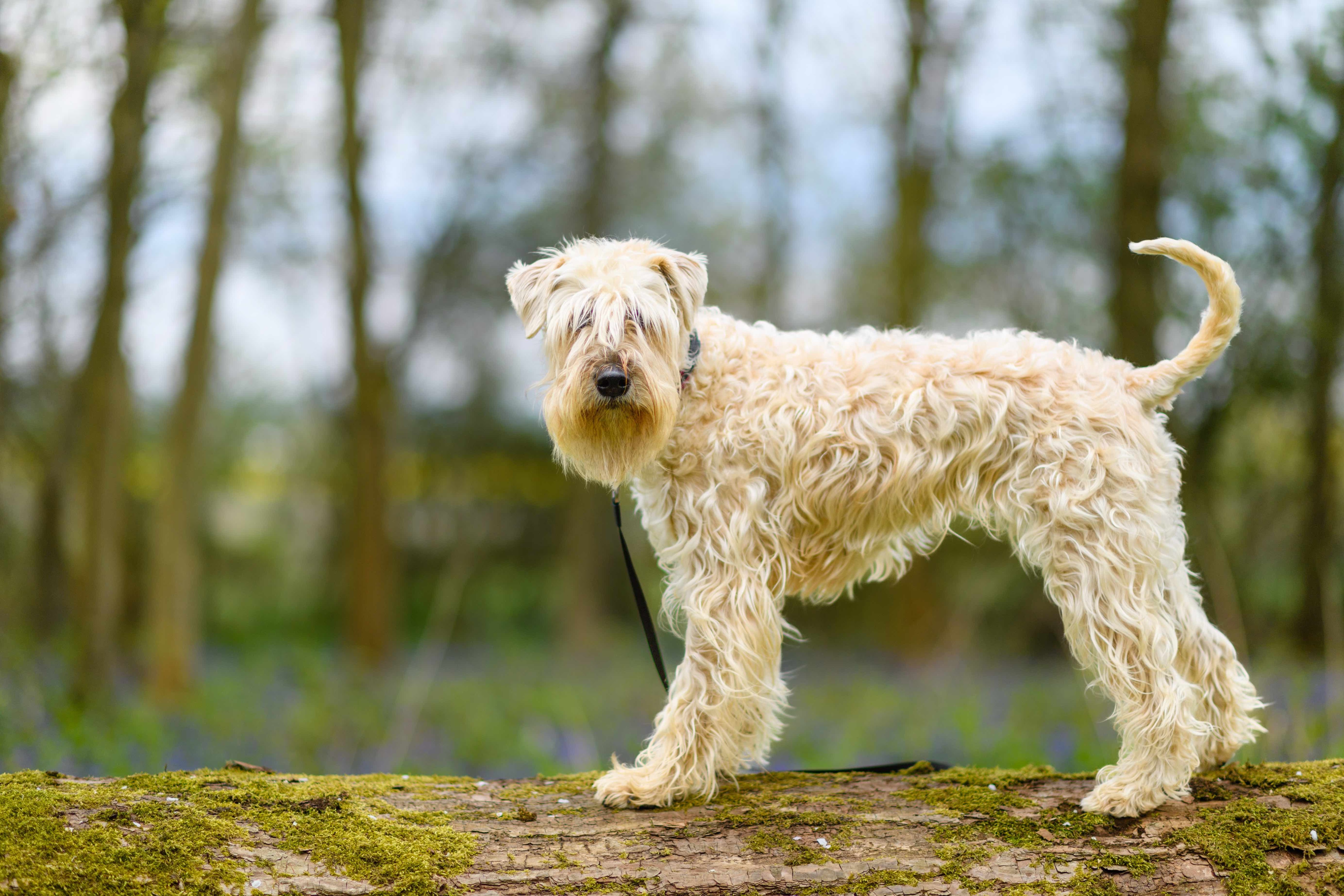 soft coated wheaten terrier dog on a log
