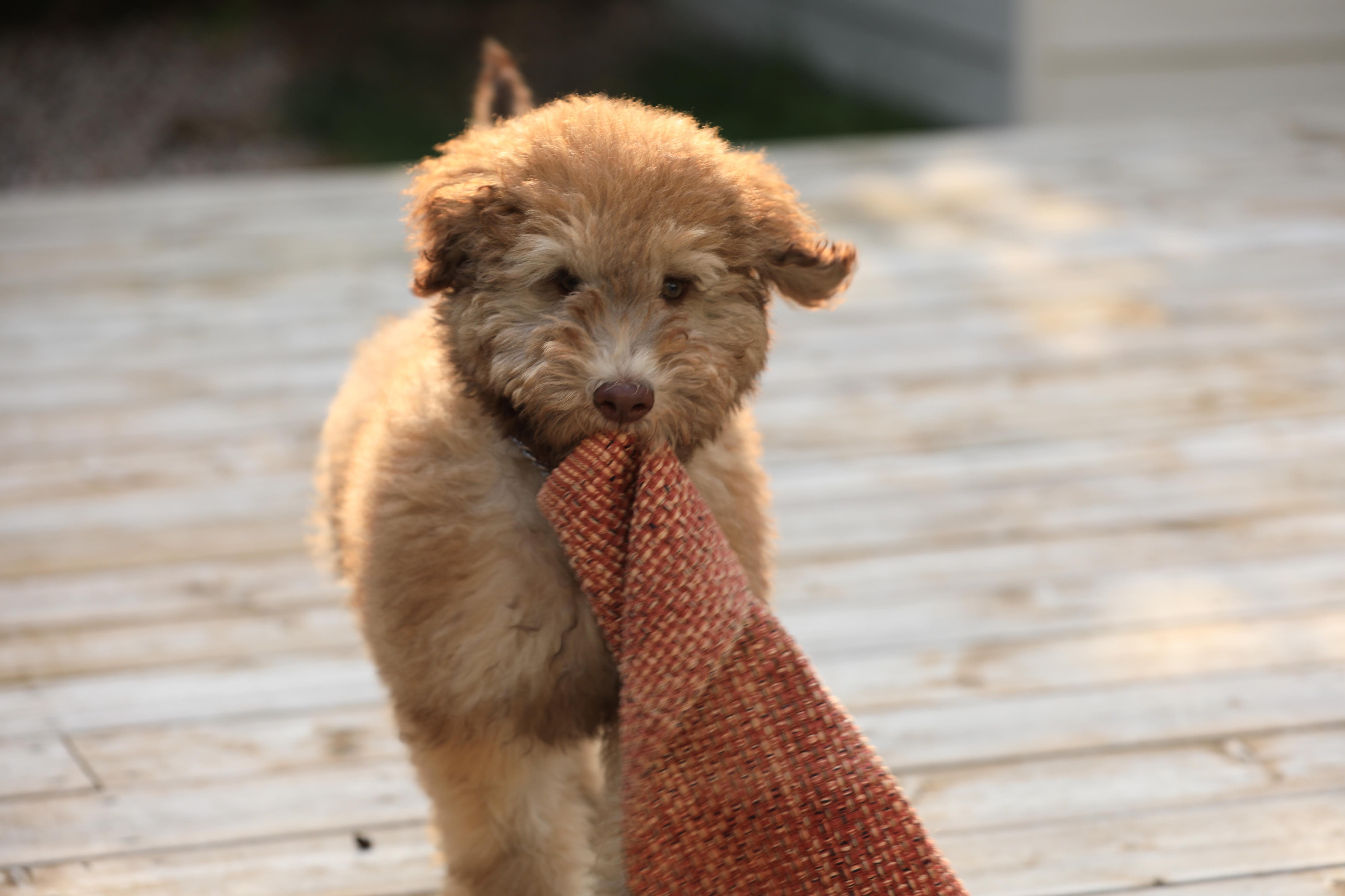 tan whoodle puppy dragging a wash cloth