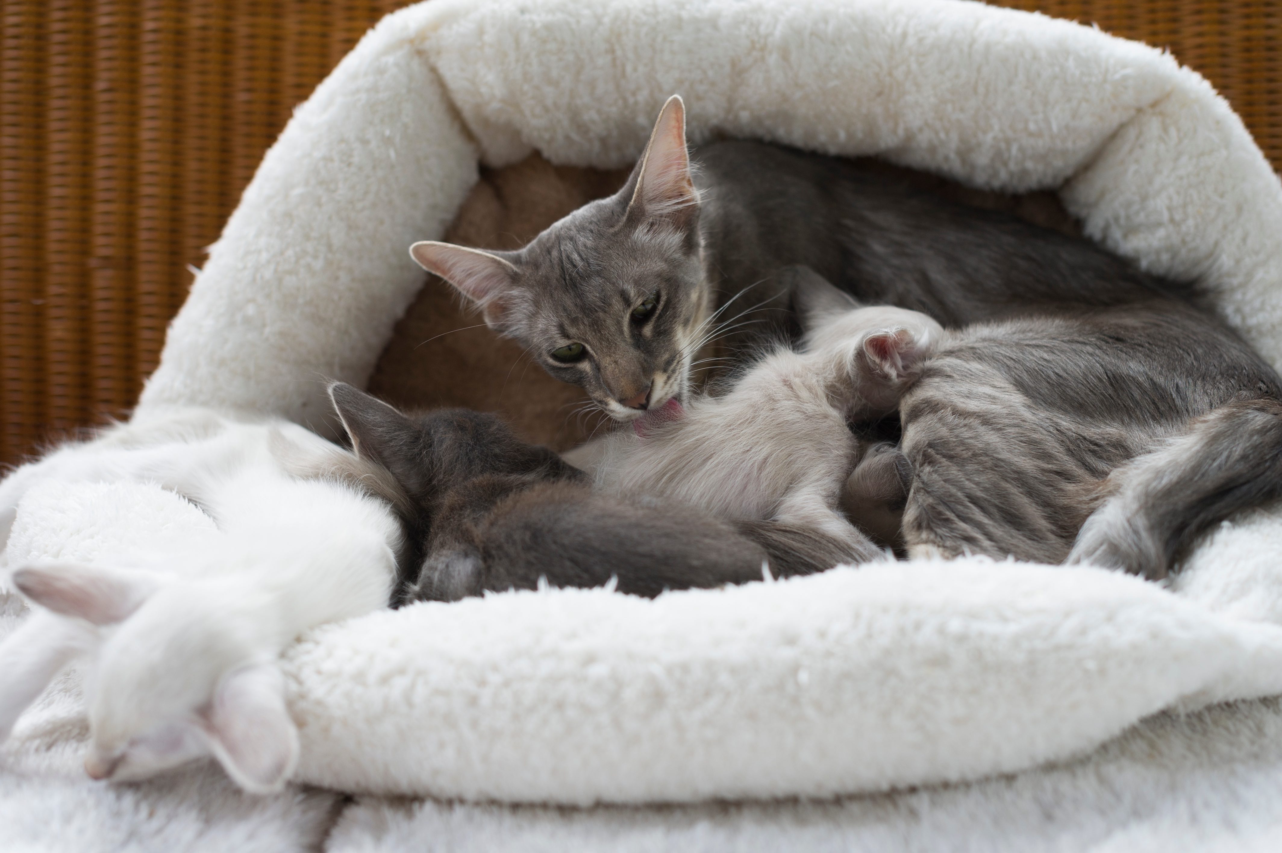 gray javanese cat mom grooming her kittens