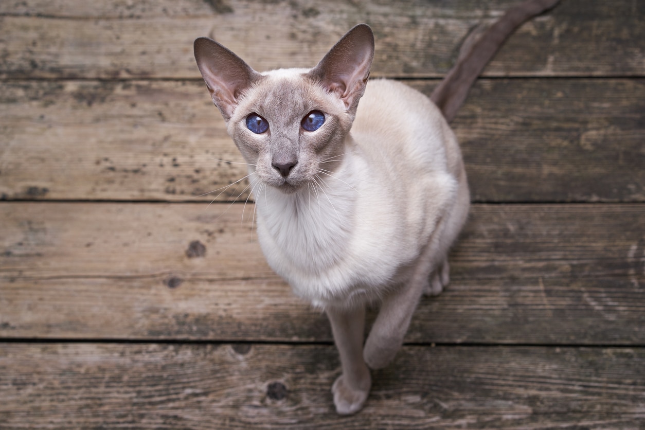 gray and white oriental shorthair cat looking up at the camera