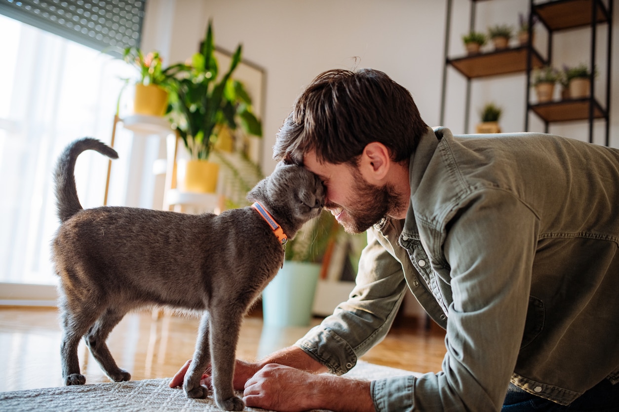 russian blue cat headbutting a man