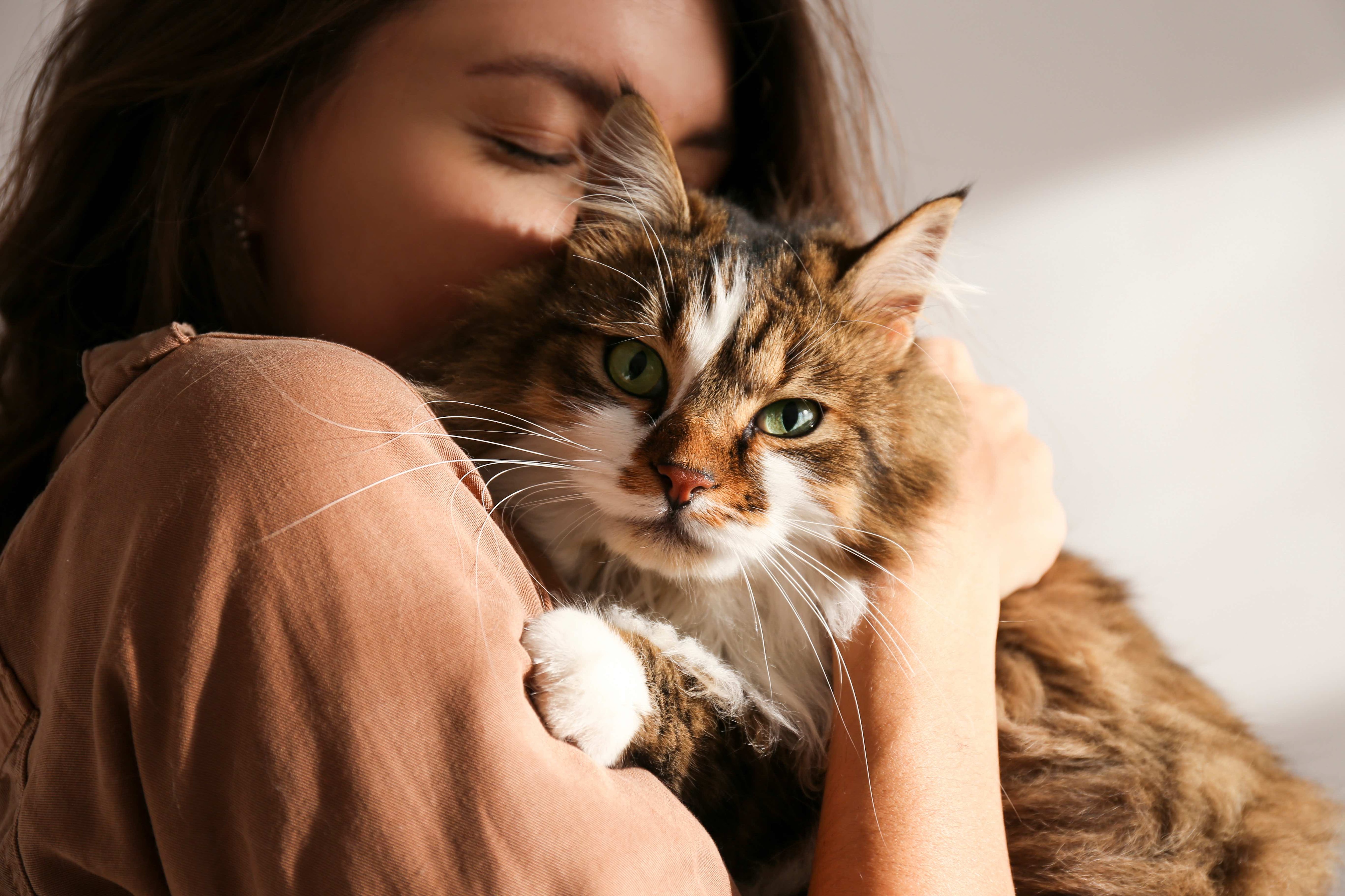 11 Hypoallergenic Cats for People With Allergies PetMD