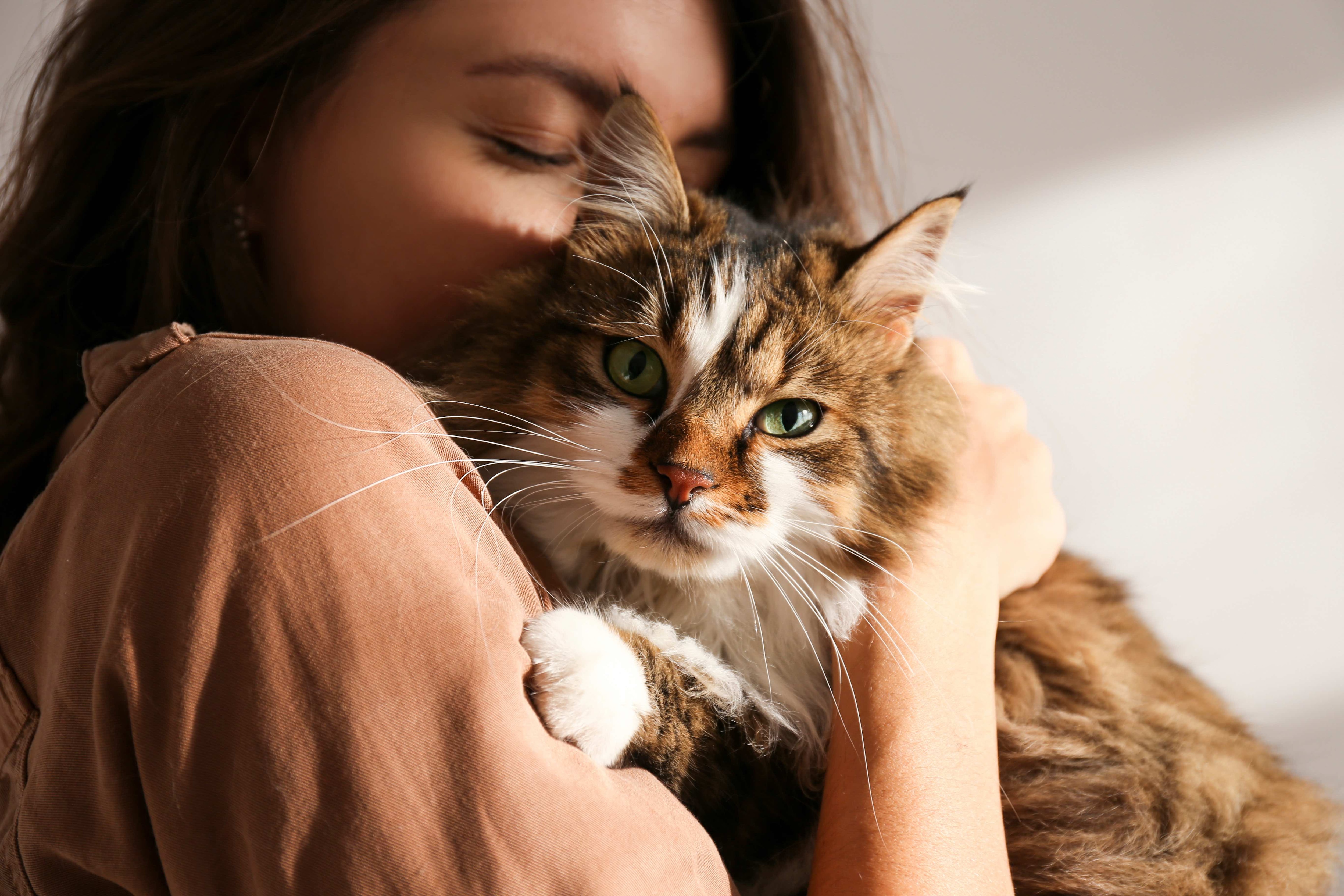 woman snuggling a longhair brown and white siberian cat