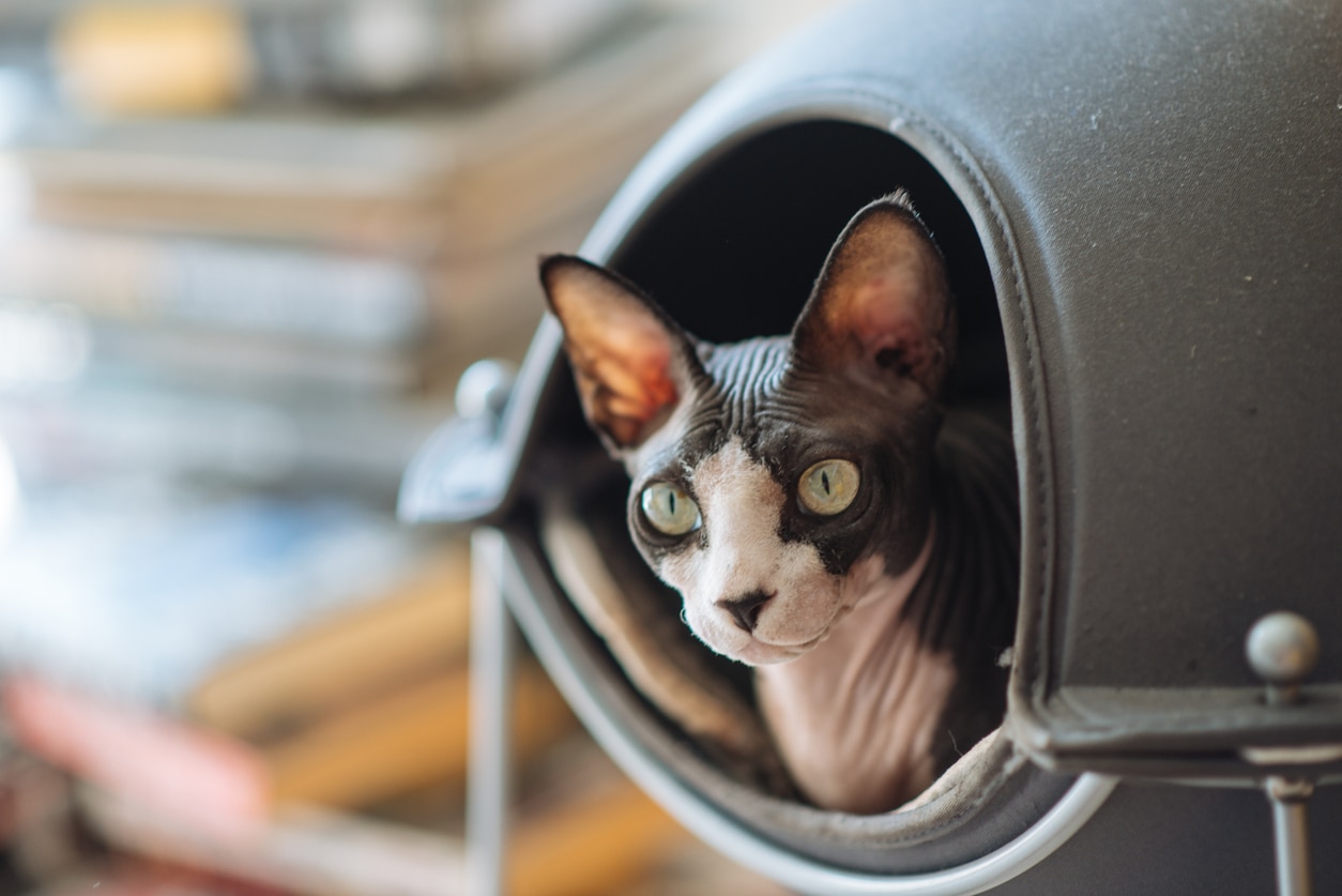 black and pink sphynx cat looking out of a covered cat bed