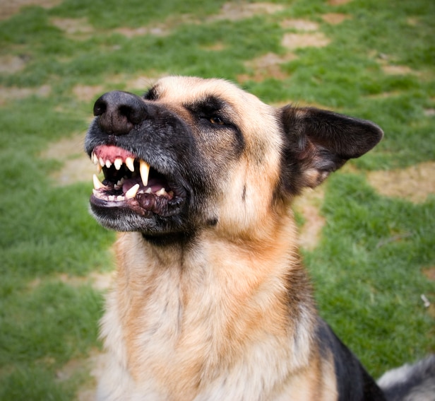 closeup of german shepherd's face with eyes squinted and baring teeth