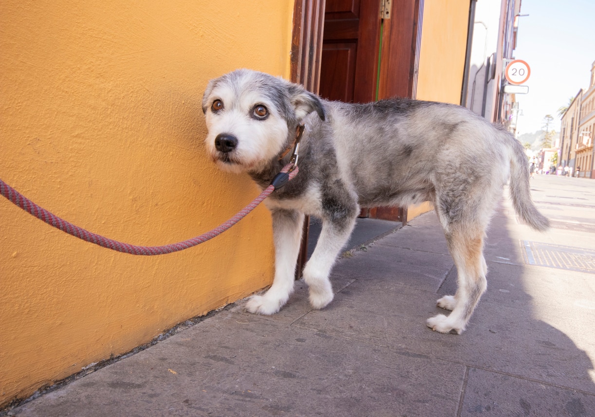 anxious gray and white dog with one paw lifted standing on sidewalk