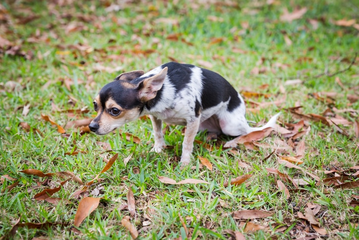 Guide to Reading Your Dog's Body Language | PetMD