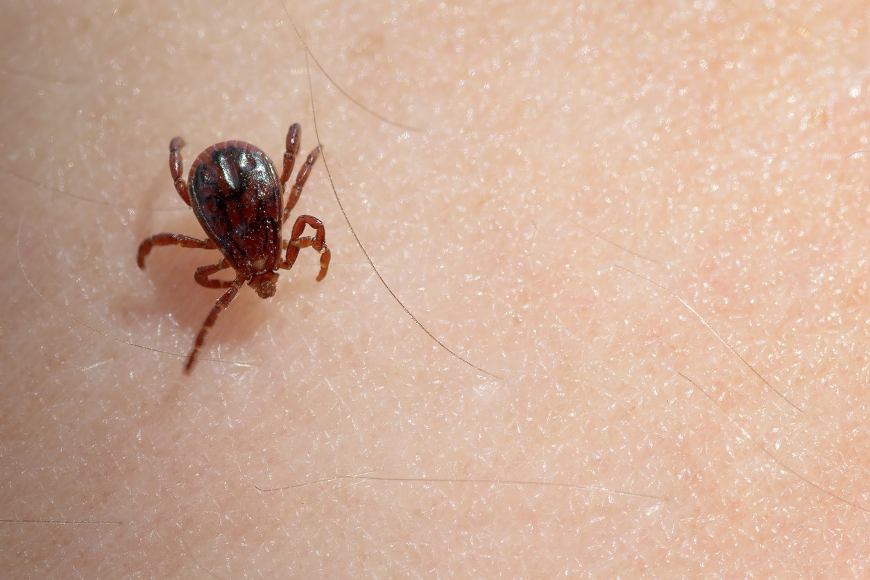 how long can brown dog ticks live without a host