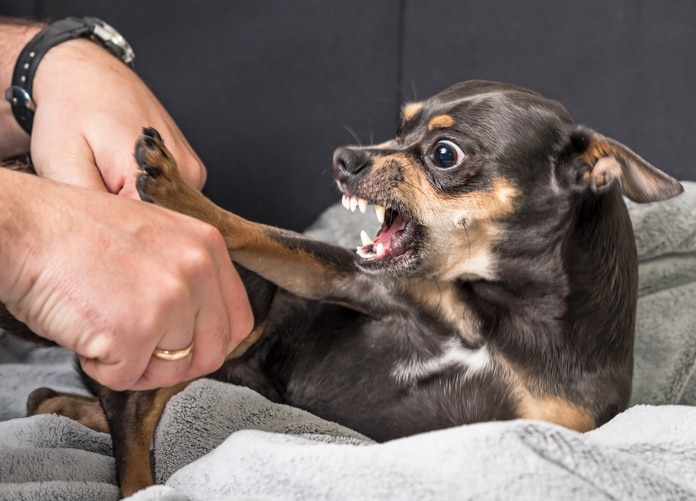 black and tan chihuahua baring teeth with wide eyes and paw pushing against human hands