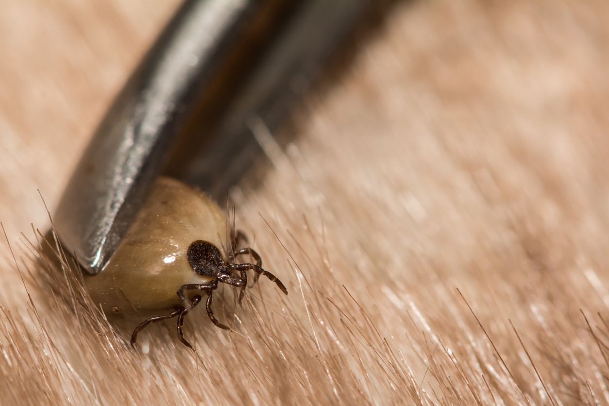 do ticks fall off dogs when they die