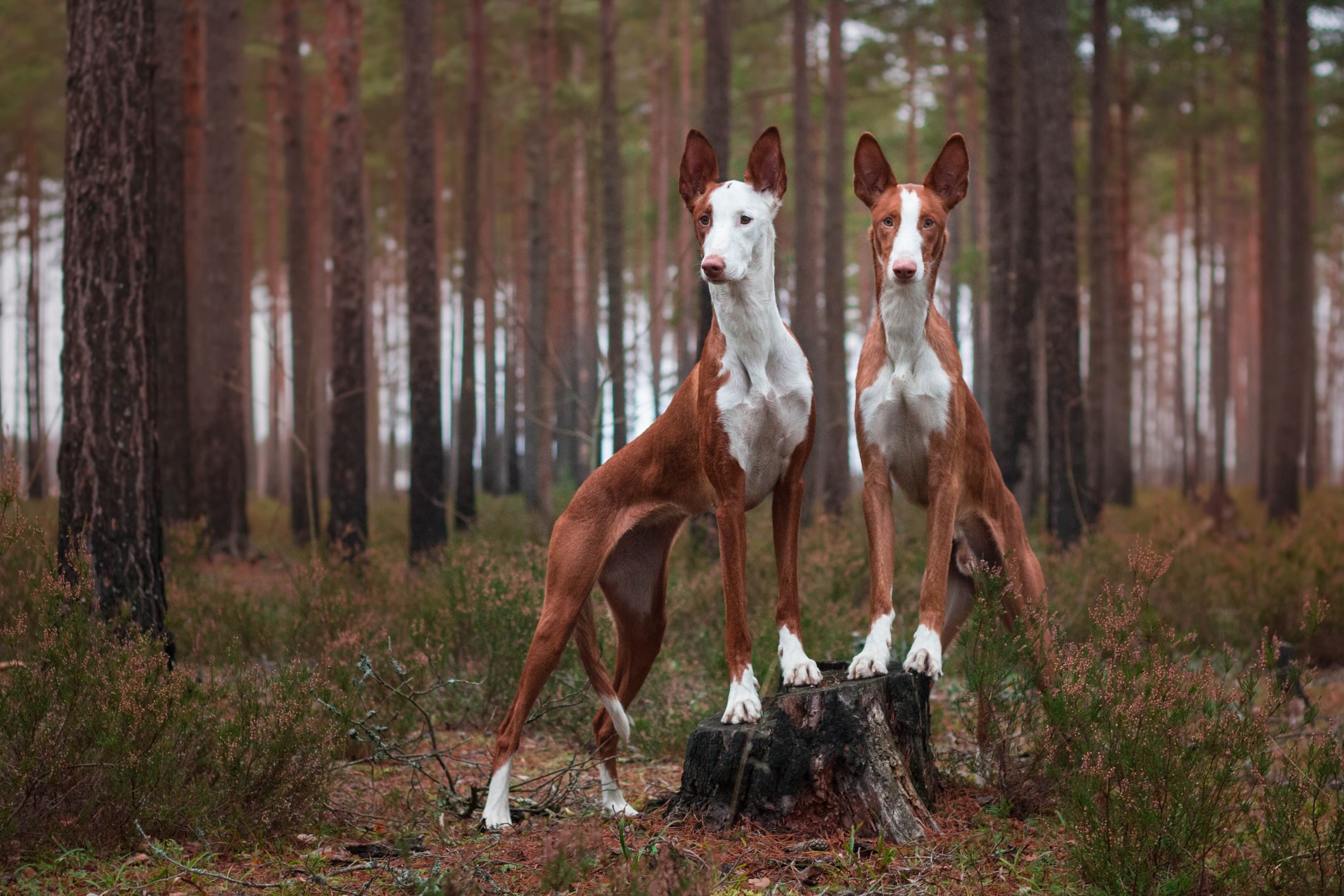 two ibizan hounds standing on a rock in a forest