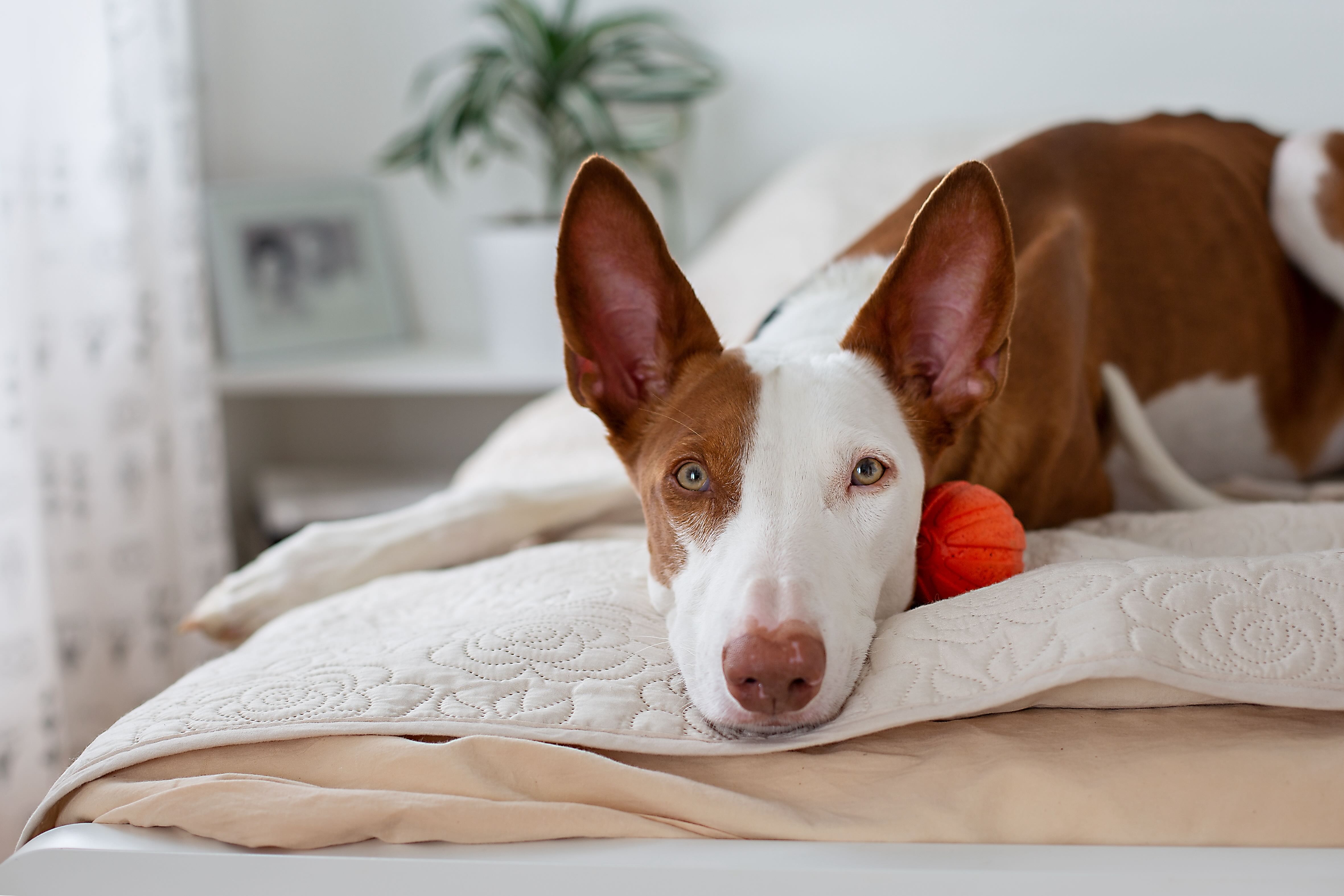 close-up of an ibizan hound's head lying on a human bed with a little red ball next to him