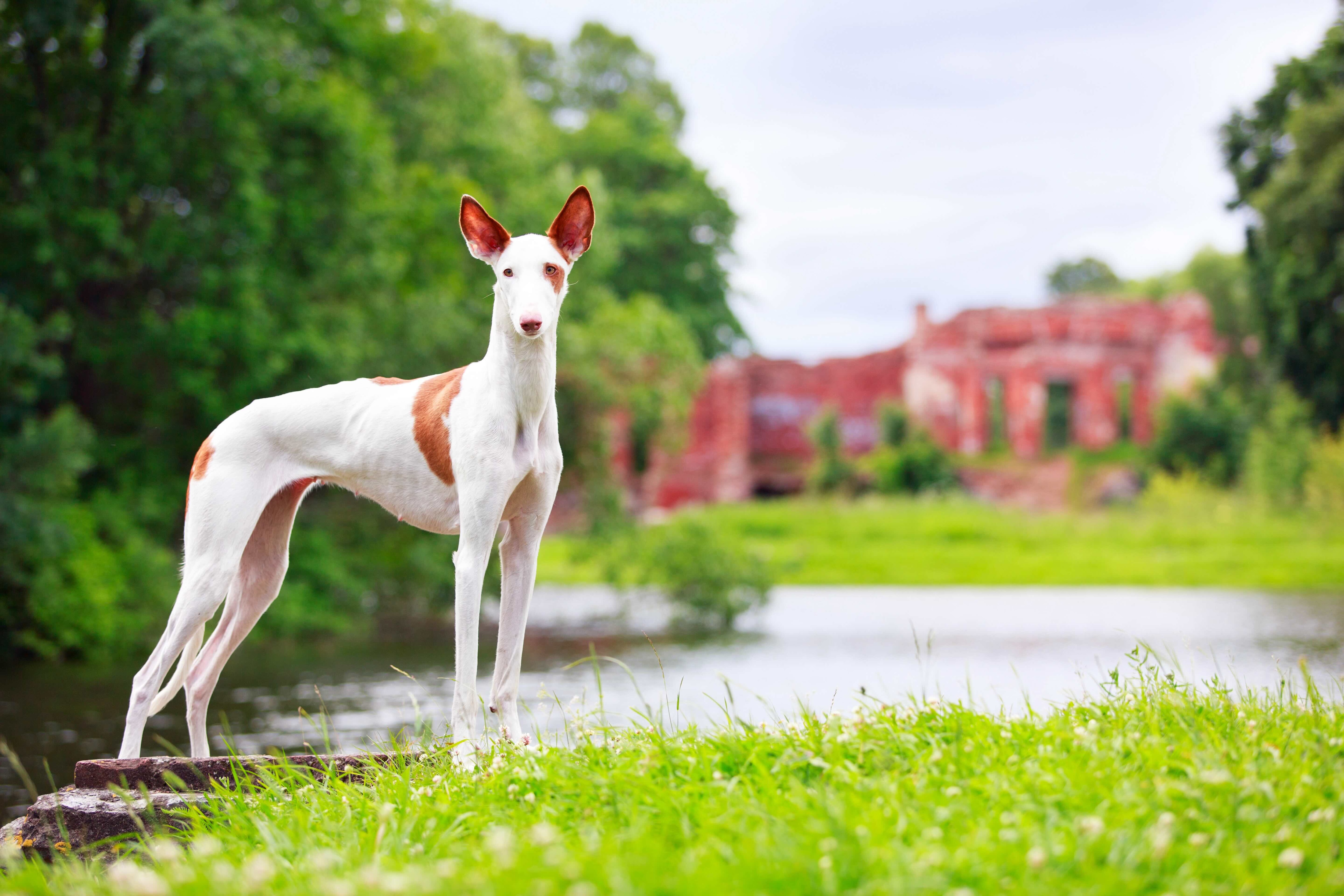 tall white and red ibizan hound standing in grass