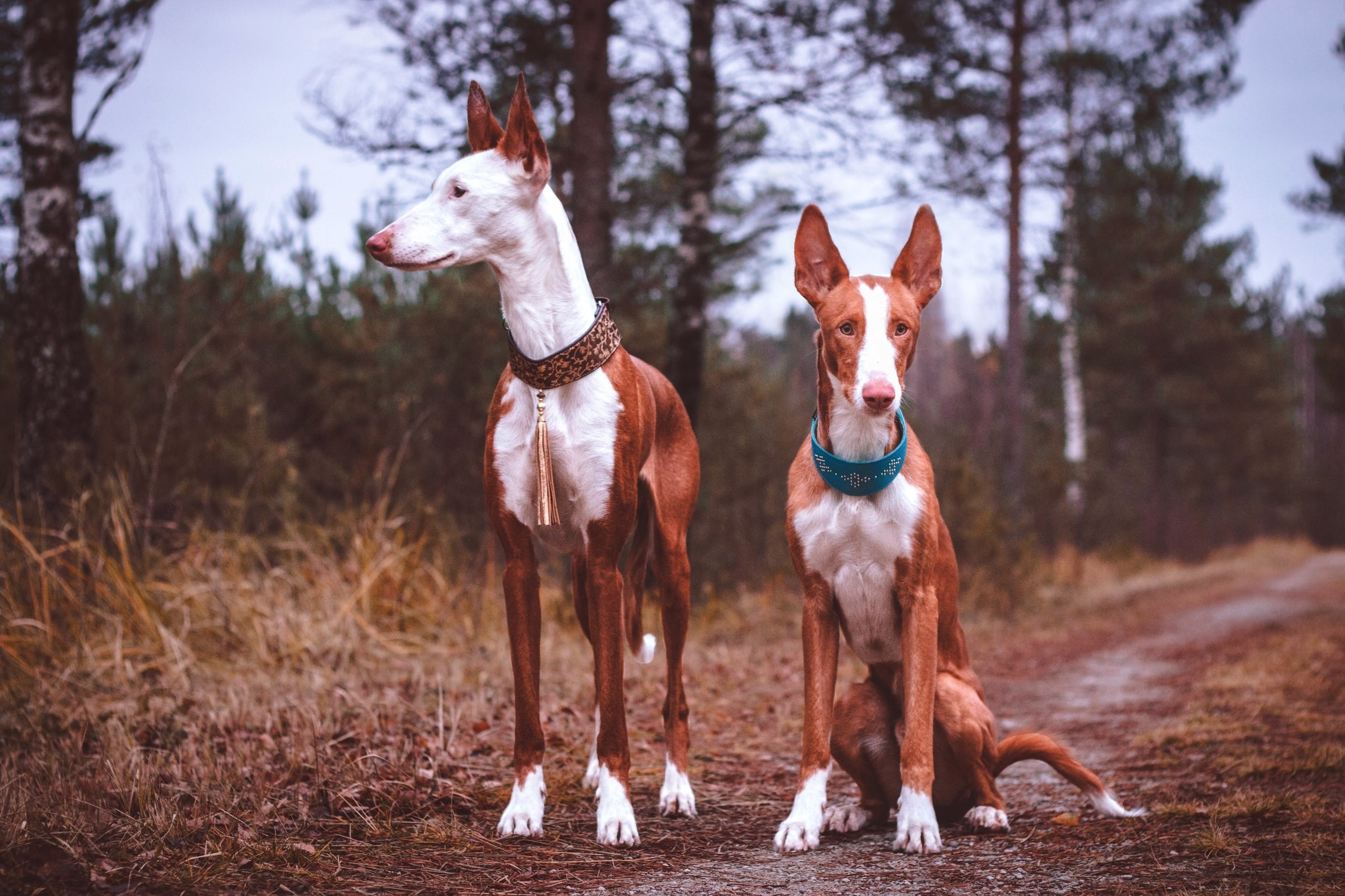 two ibizan hounds standing in a wooded area