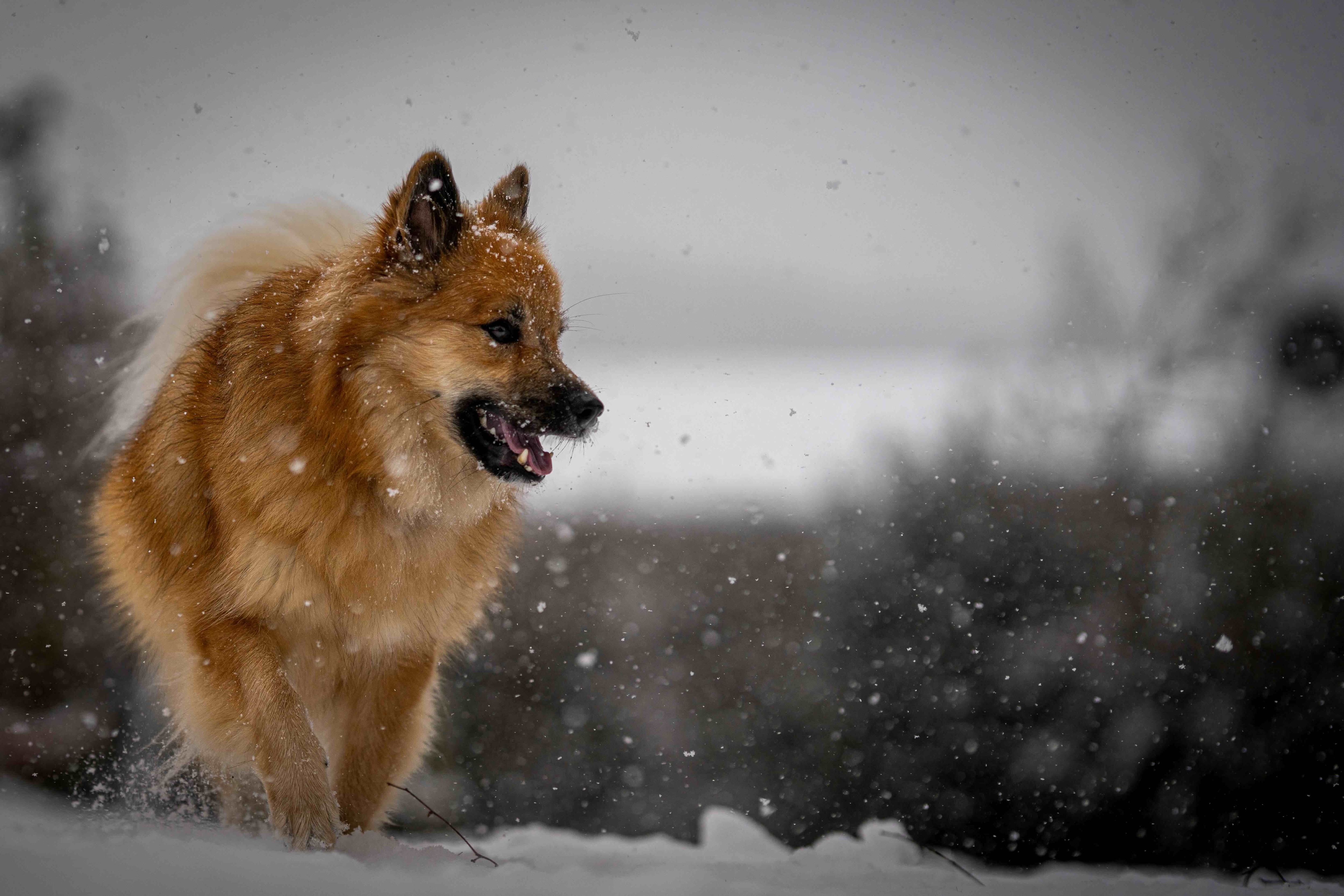 brown icelandic sheepdog walking through snow