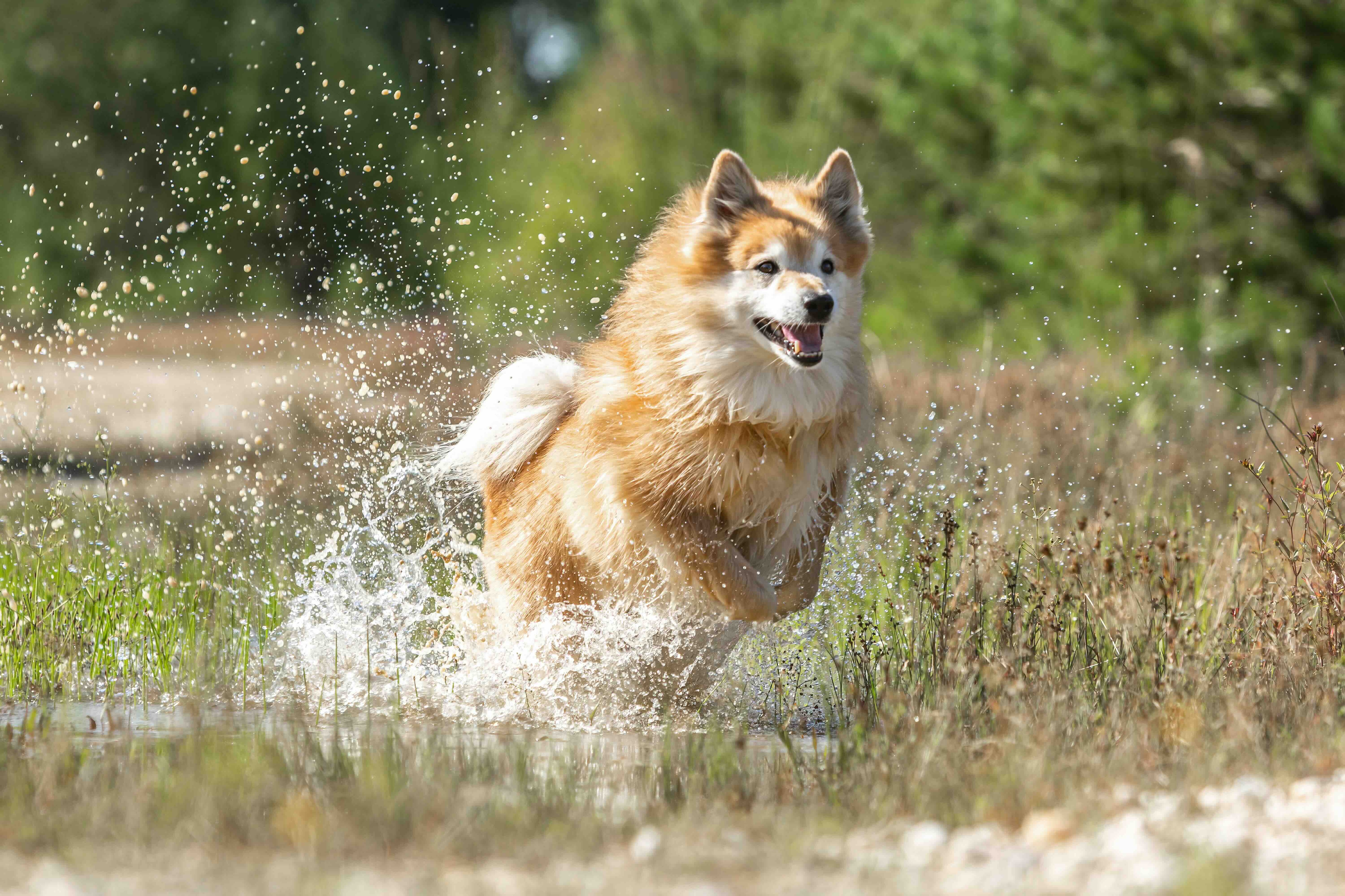 icelandic sheepdog running through water