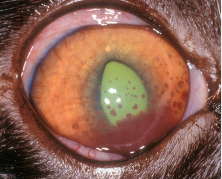 image of uveitis in cats