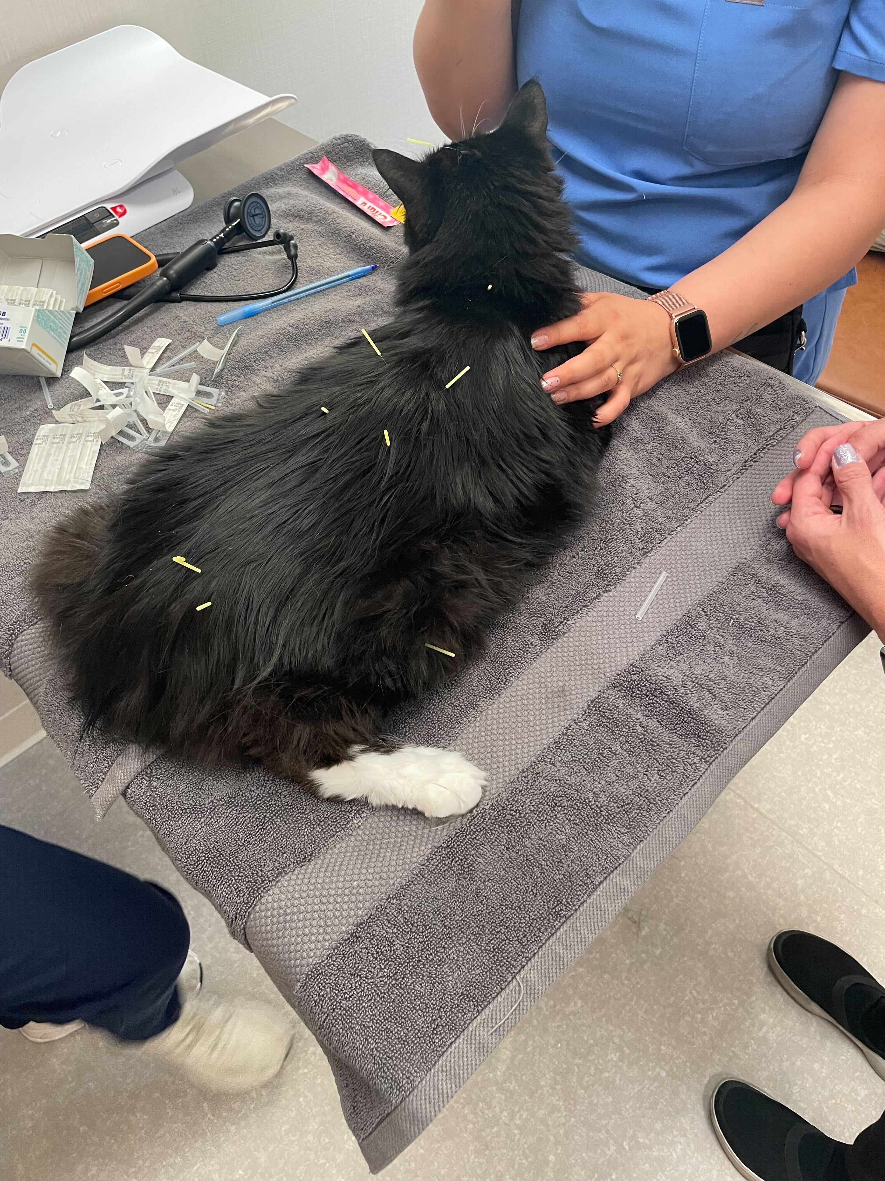 A cat receives acupuncture.