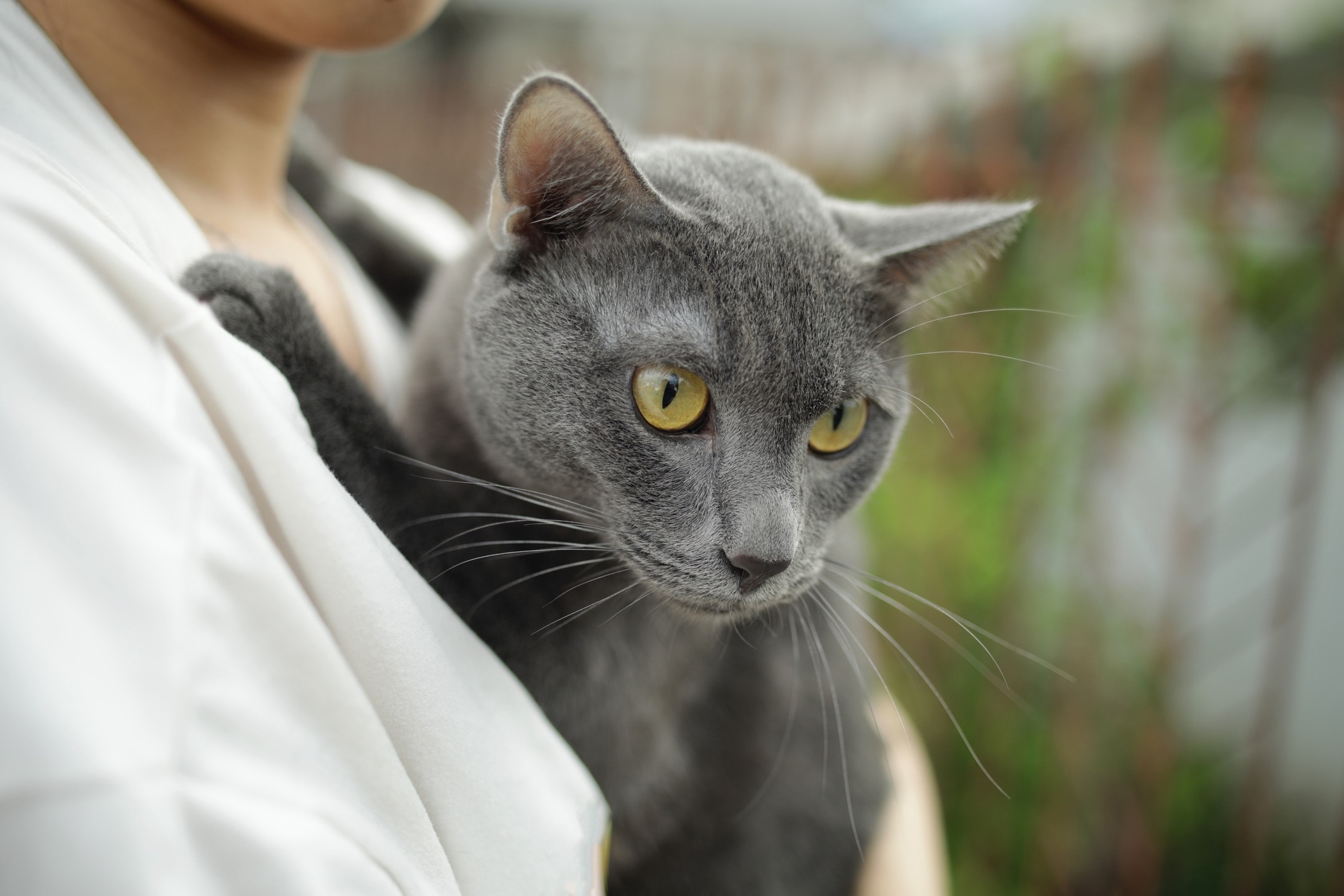 gray korat, an independent cat breed, being held