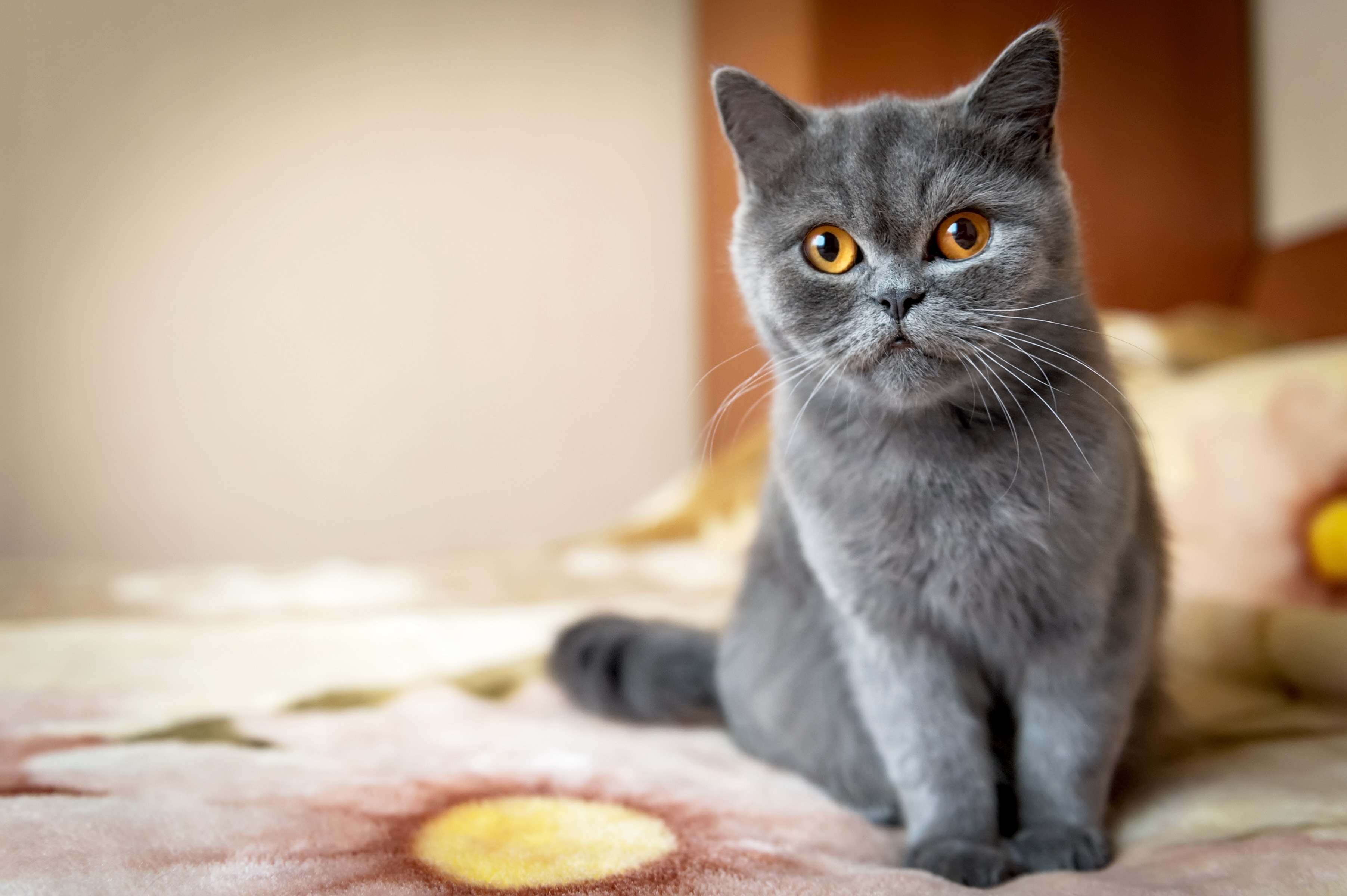 blue british shorthair, an independent cat breed, sitting on a bed