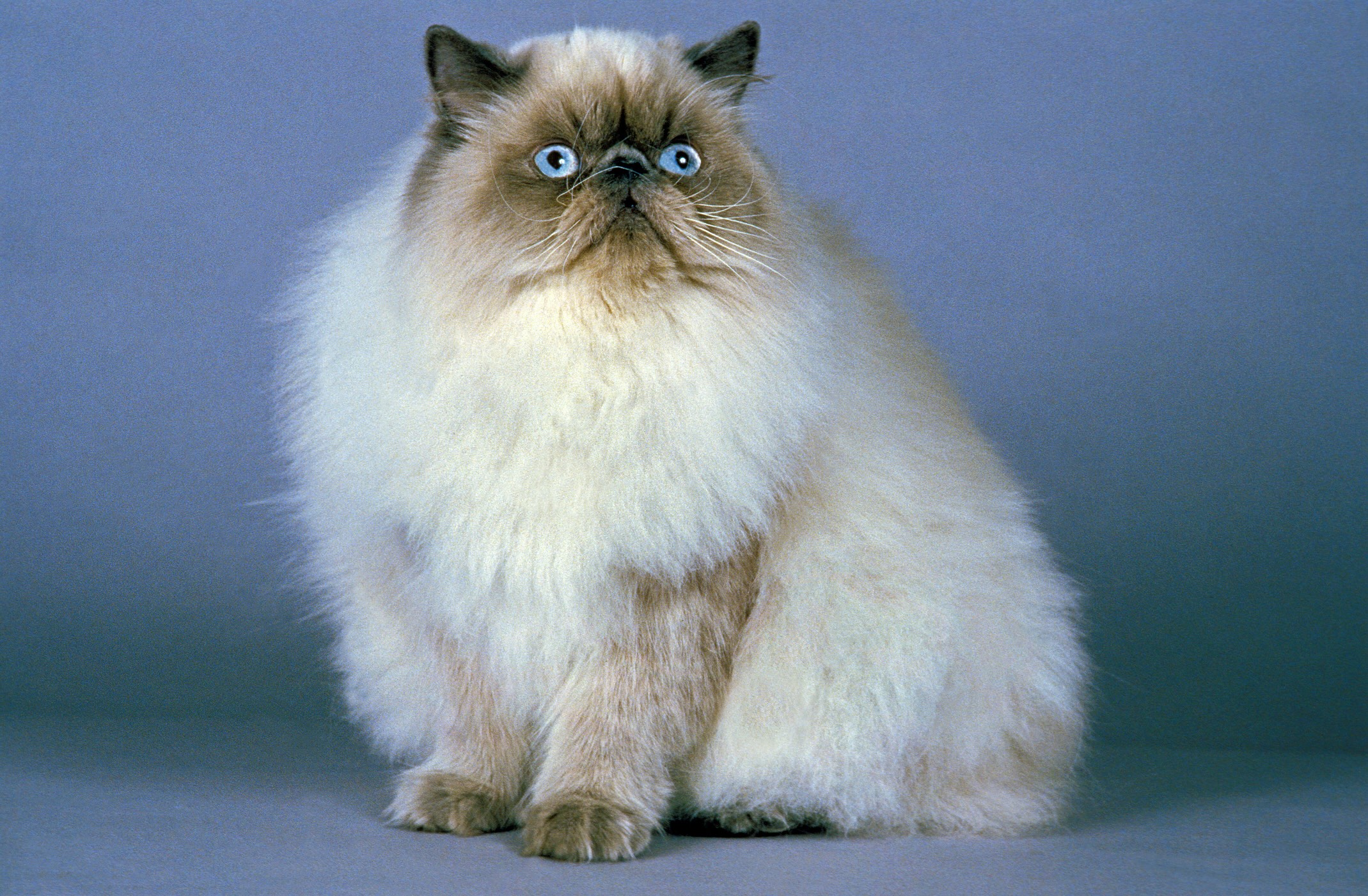 himalayan cat, an independent cat breed, sitting in front of a blue background