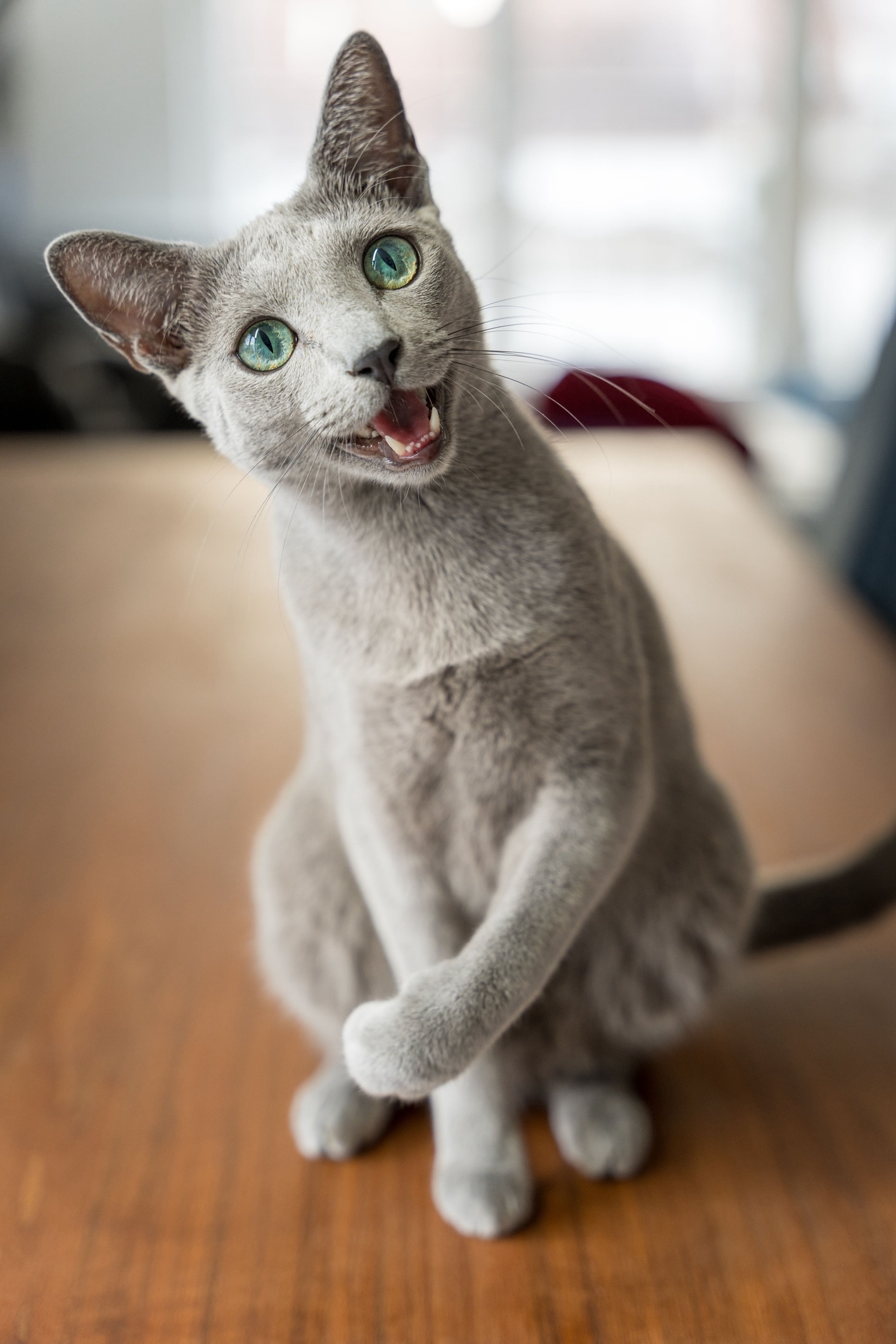 blue-gray russian blue cat, which is an independent cat breed, sitting and meowing