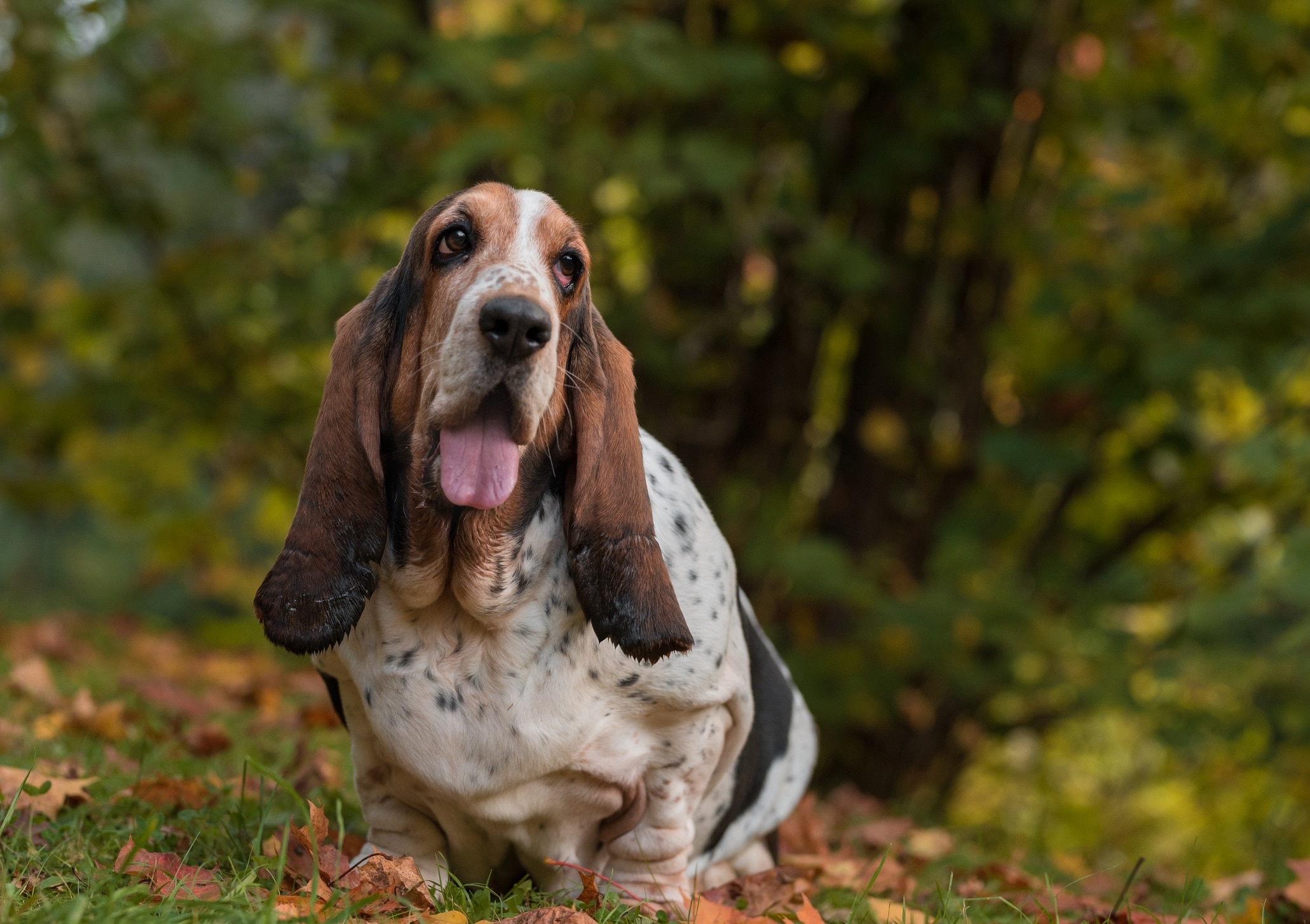 an independent dog breed, the basset hound, sitting among fallen leaves outside