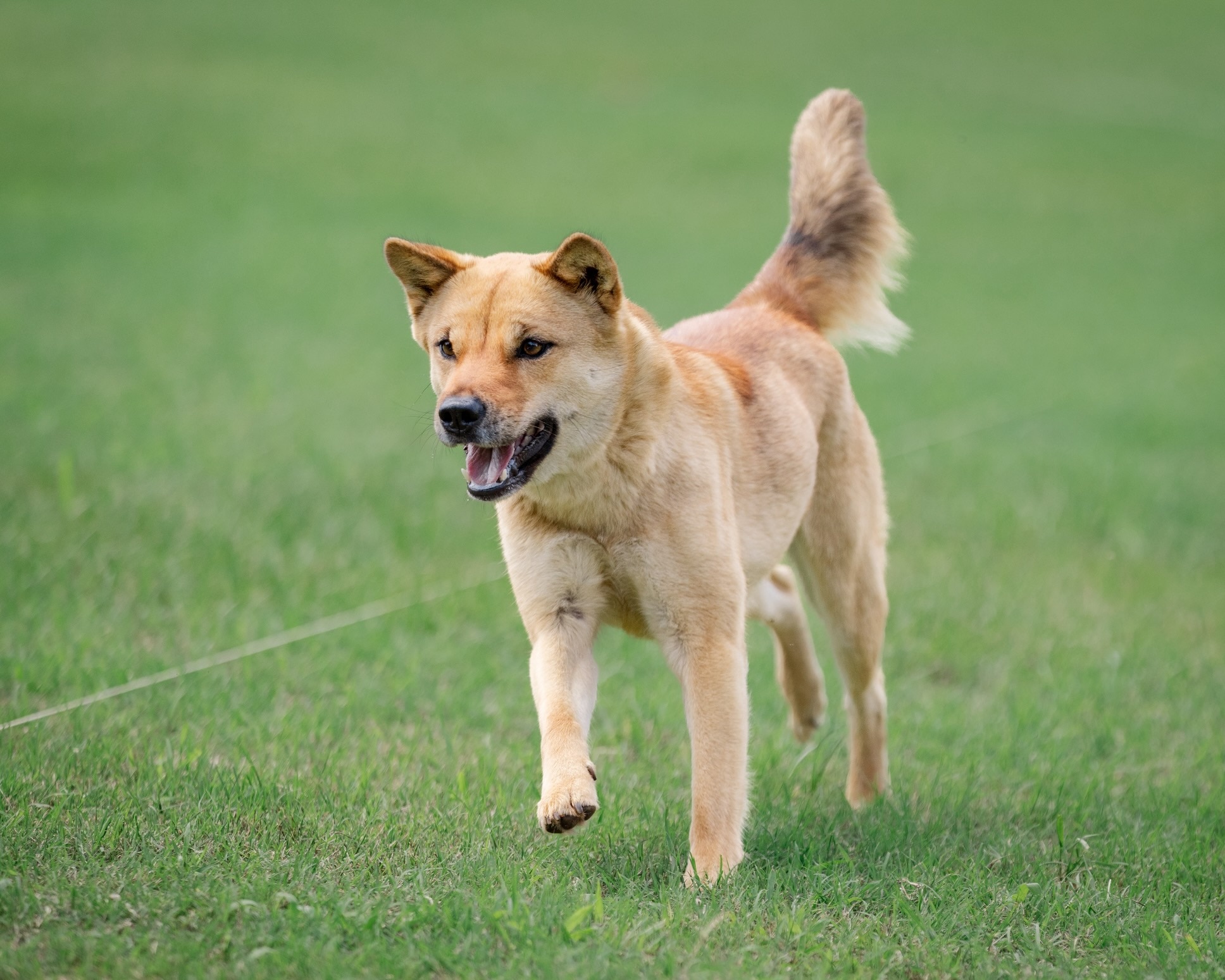 an independent dog breed, the jindo, walking across grass