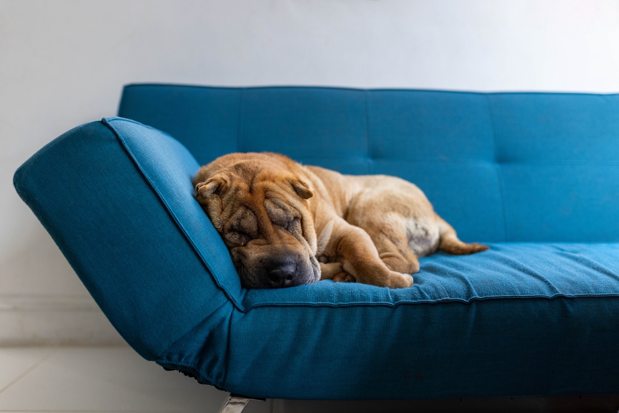 a chinese shar-pei, an independent dog breed, sleeping on a blue couch