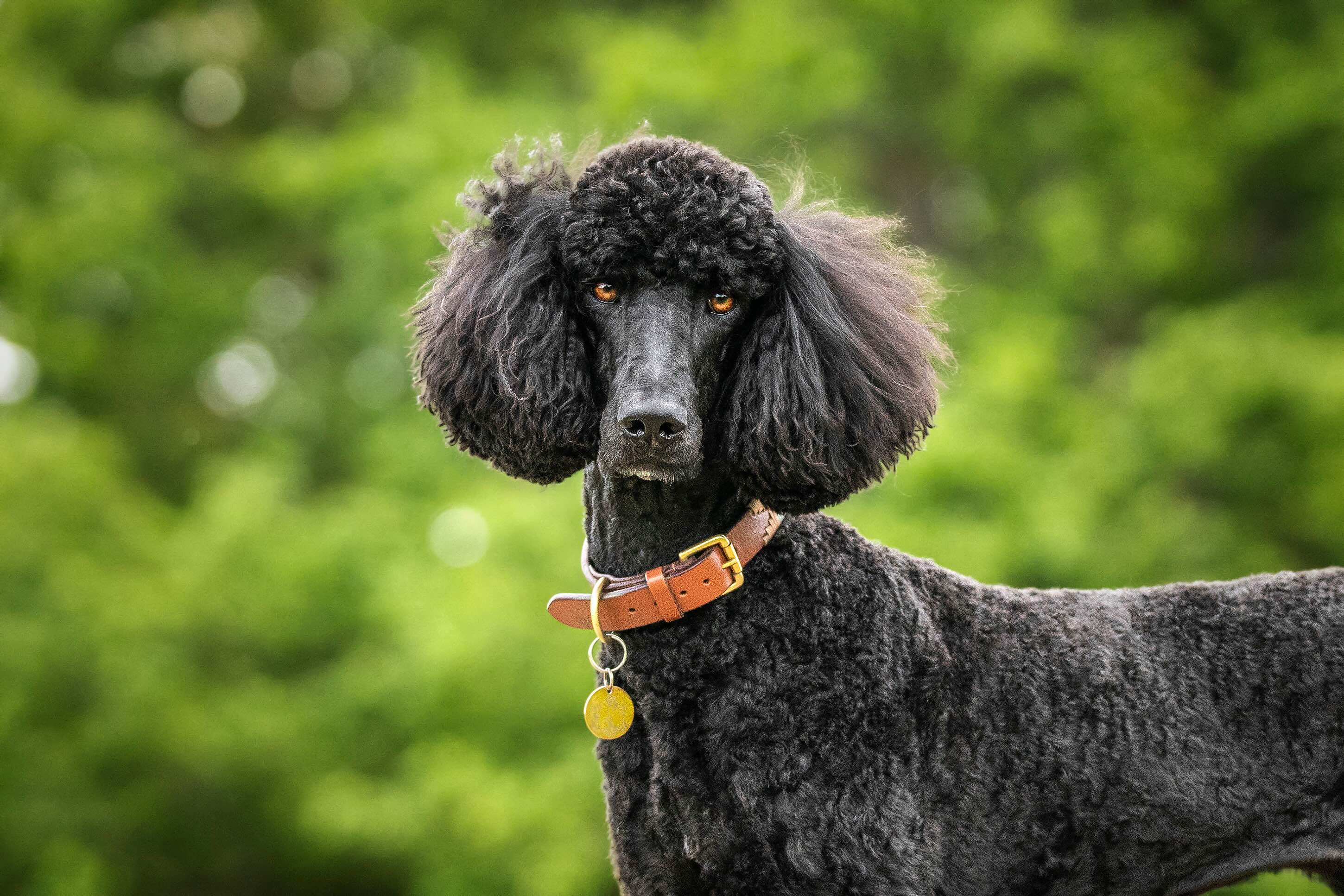 a close-up portrait of a black standard poodle, which is an independent dog breed