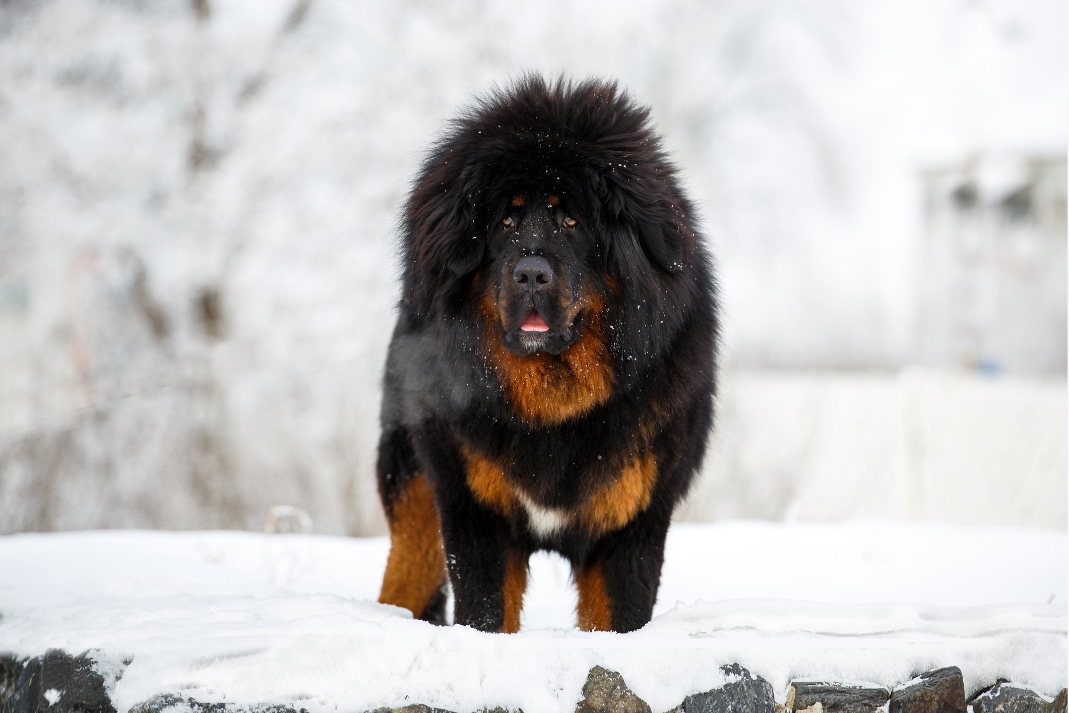 black and tan tibetan mastiff, which is an independent dog breed, standing in snow