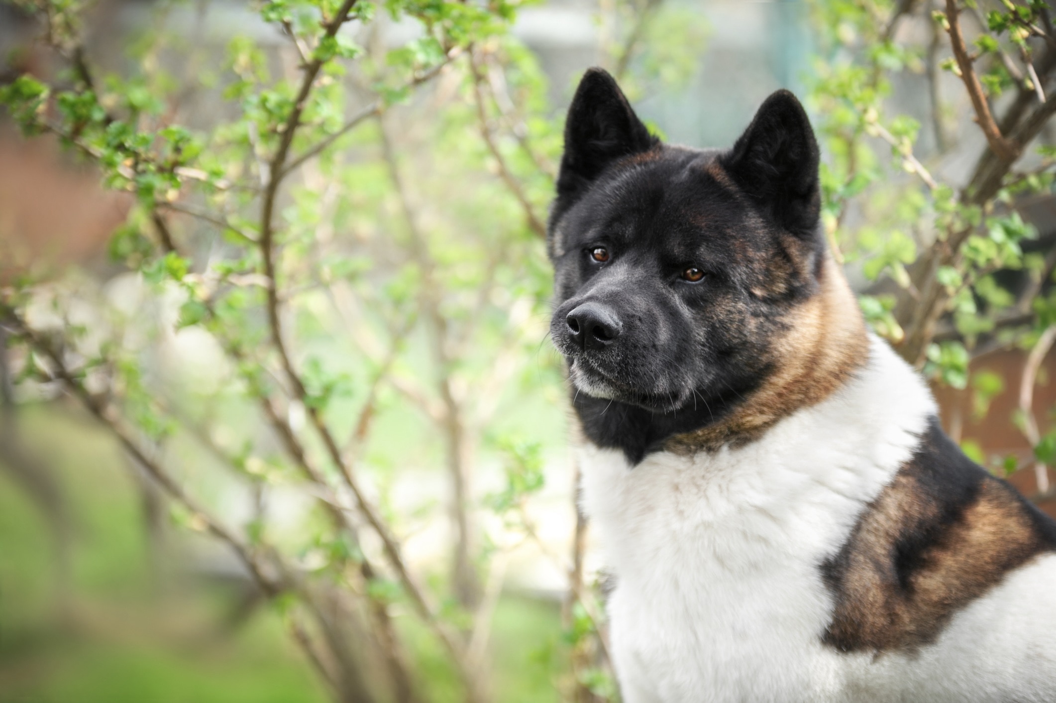 brown and white akita, an independent dog breed, portrait