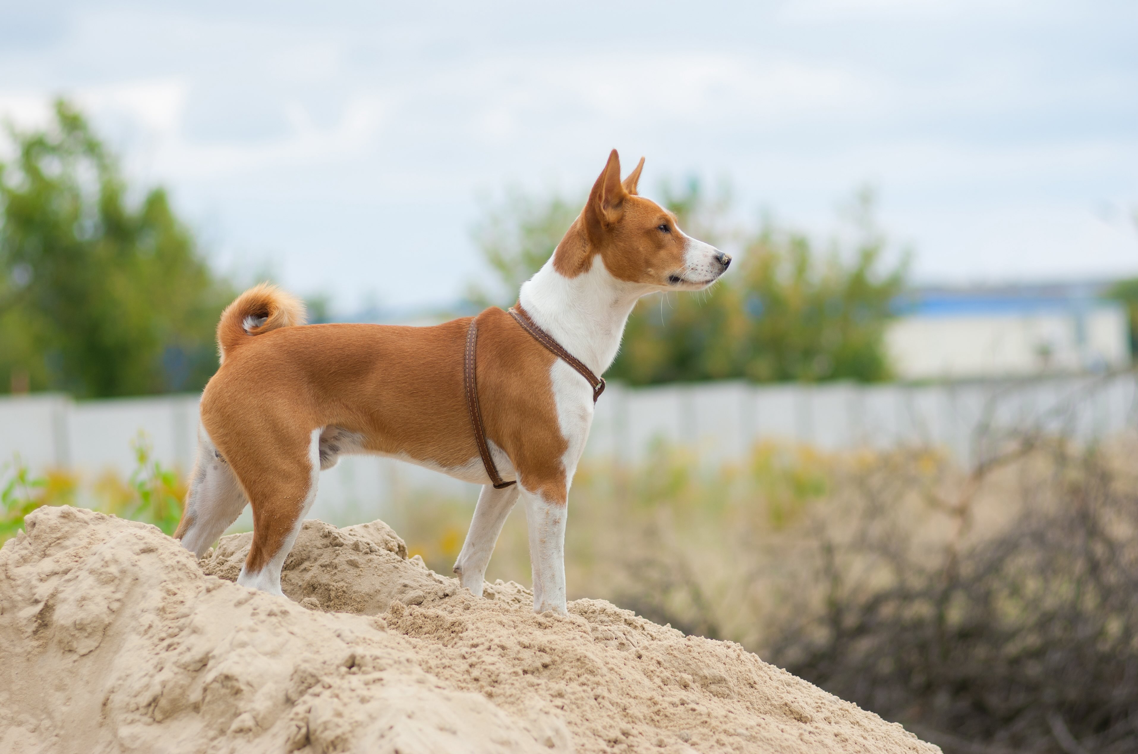 a basenji, which is an independent dog breed, standing on a sand dune