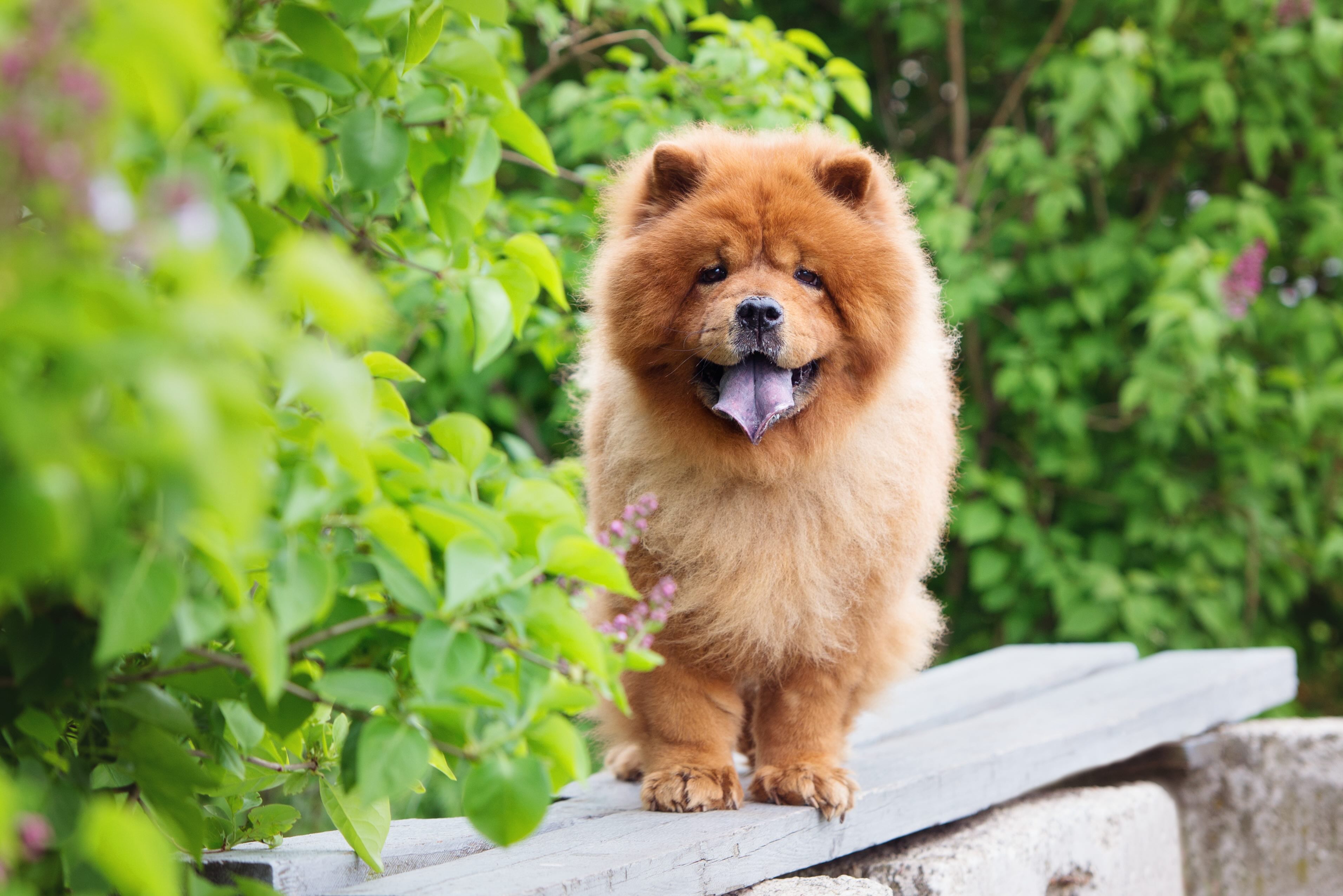 red chow chow standing on a bench at a park with his blue tongue out