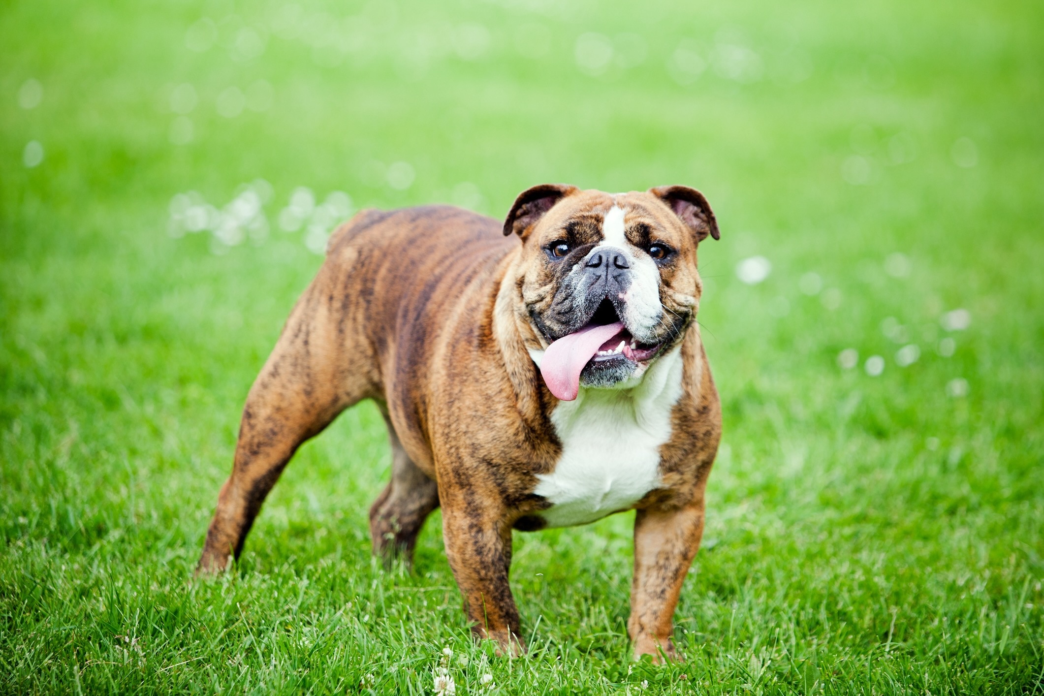 brindle and white english bulldog, an independent dog breed, standing in grass with his tongue out 