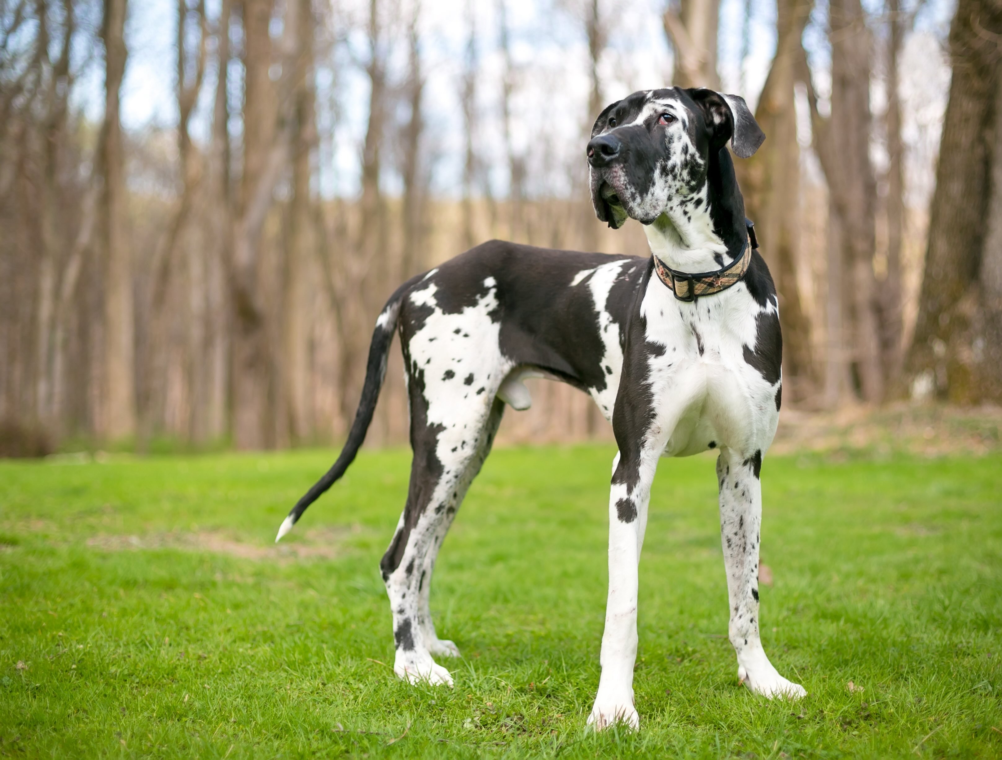 black and white great dane standing outside as an independent dog breed