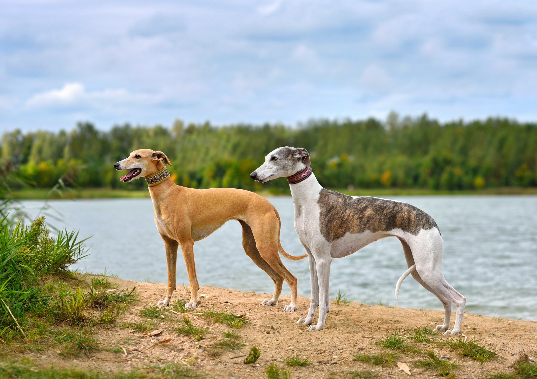 two greyhound dogs standing on a beach