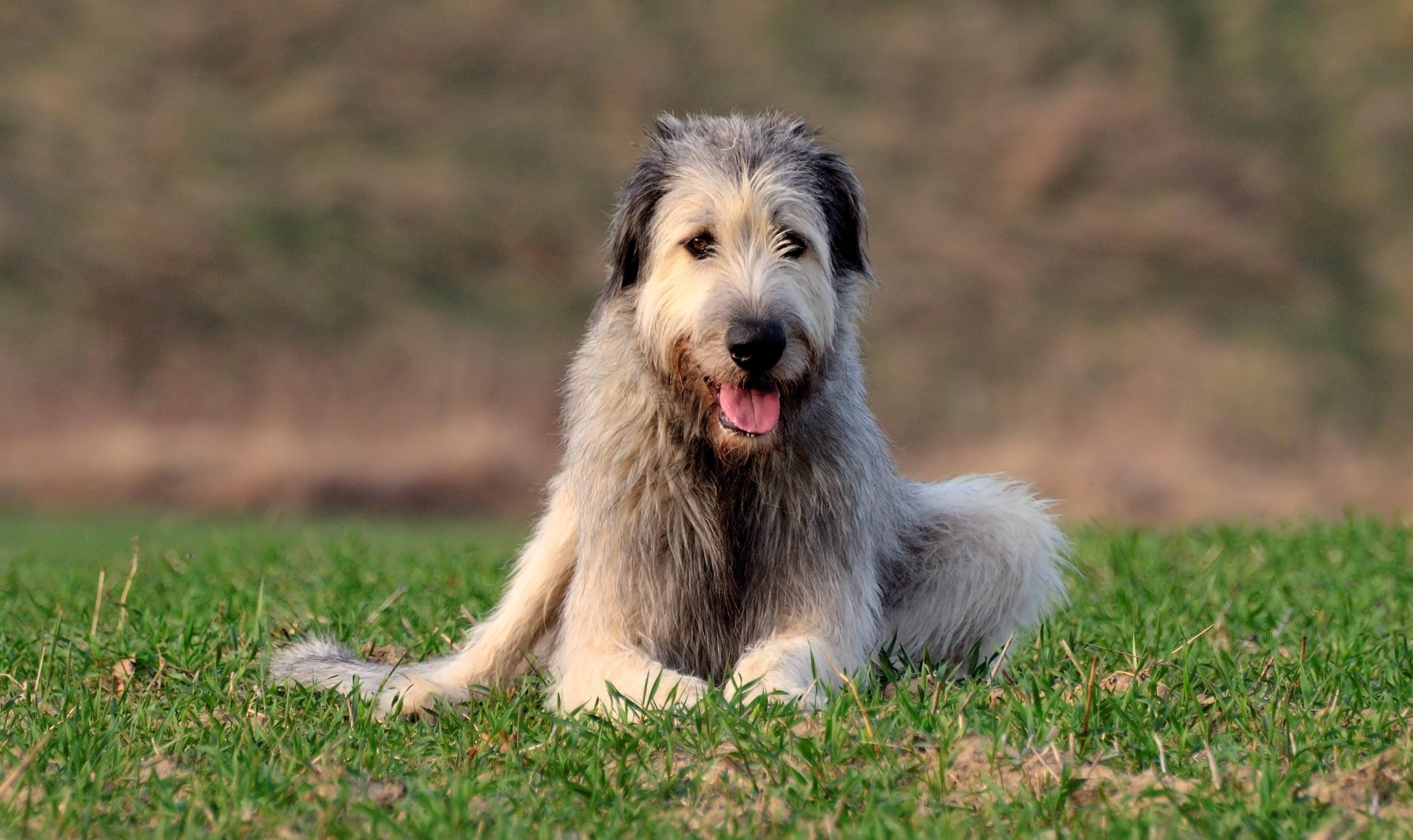 gray irish wolfhound, an independent dog breed, lying in grass in shallow focus