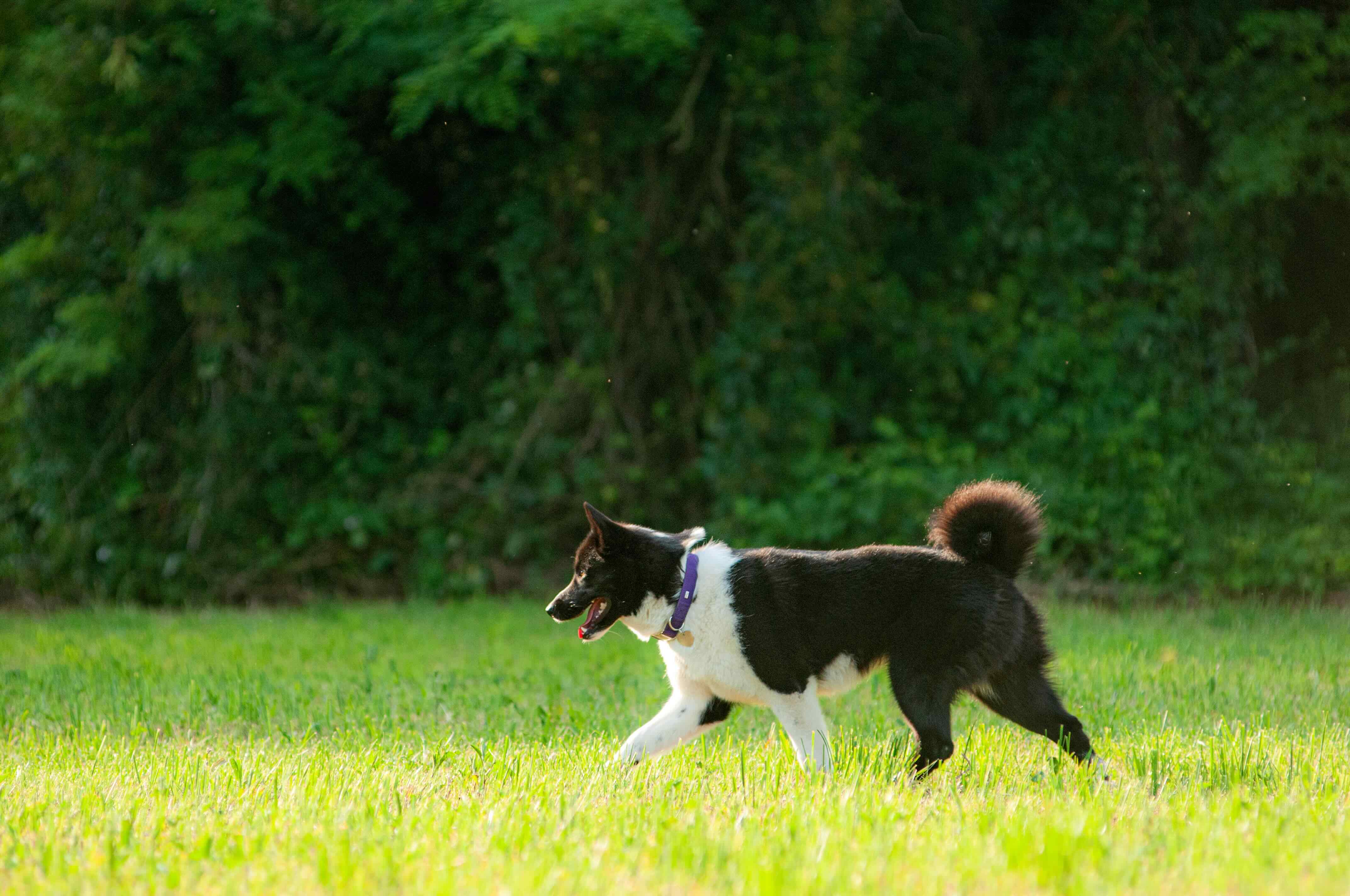 an independent dog breed, the karelian bear dog, walking through a field