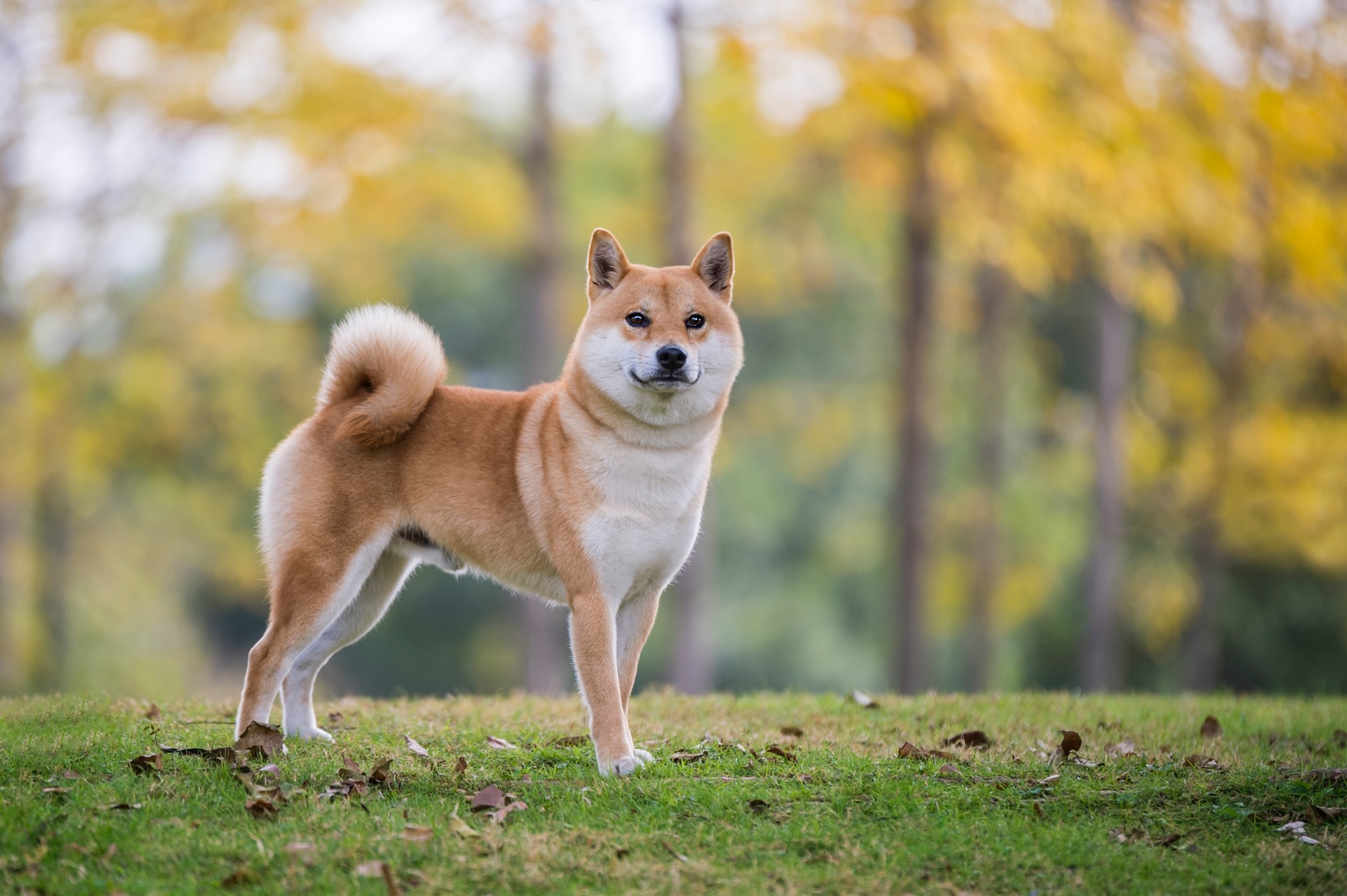 a red shiba inu, an independent dog breed, standing in a park