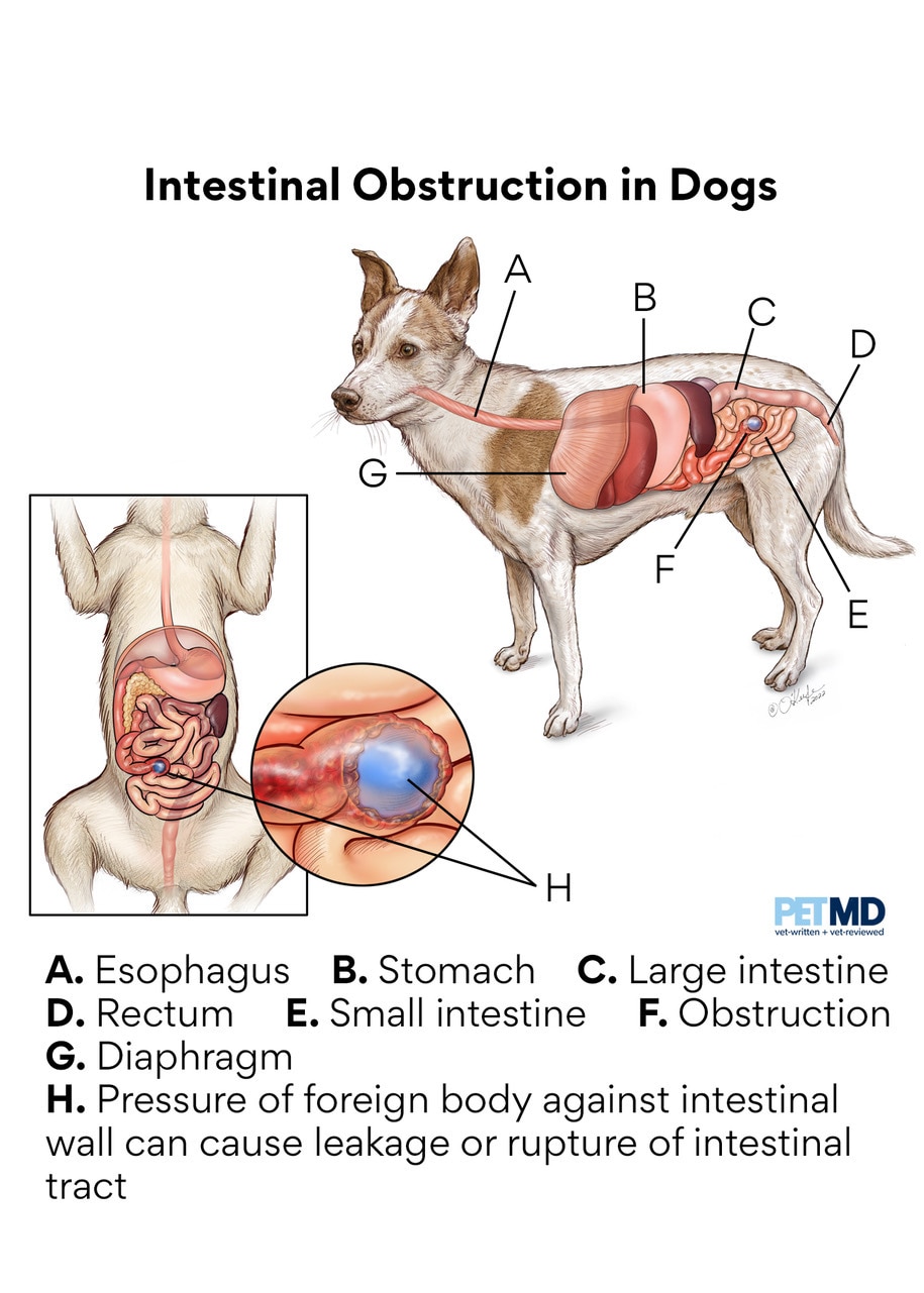 Intestinal Blockage in Dogs