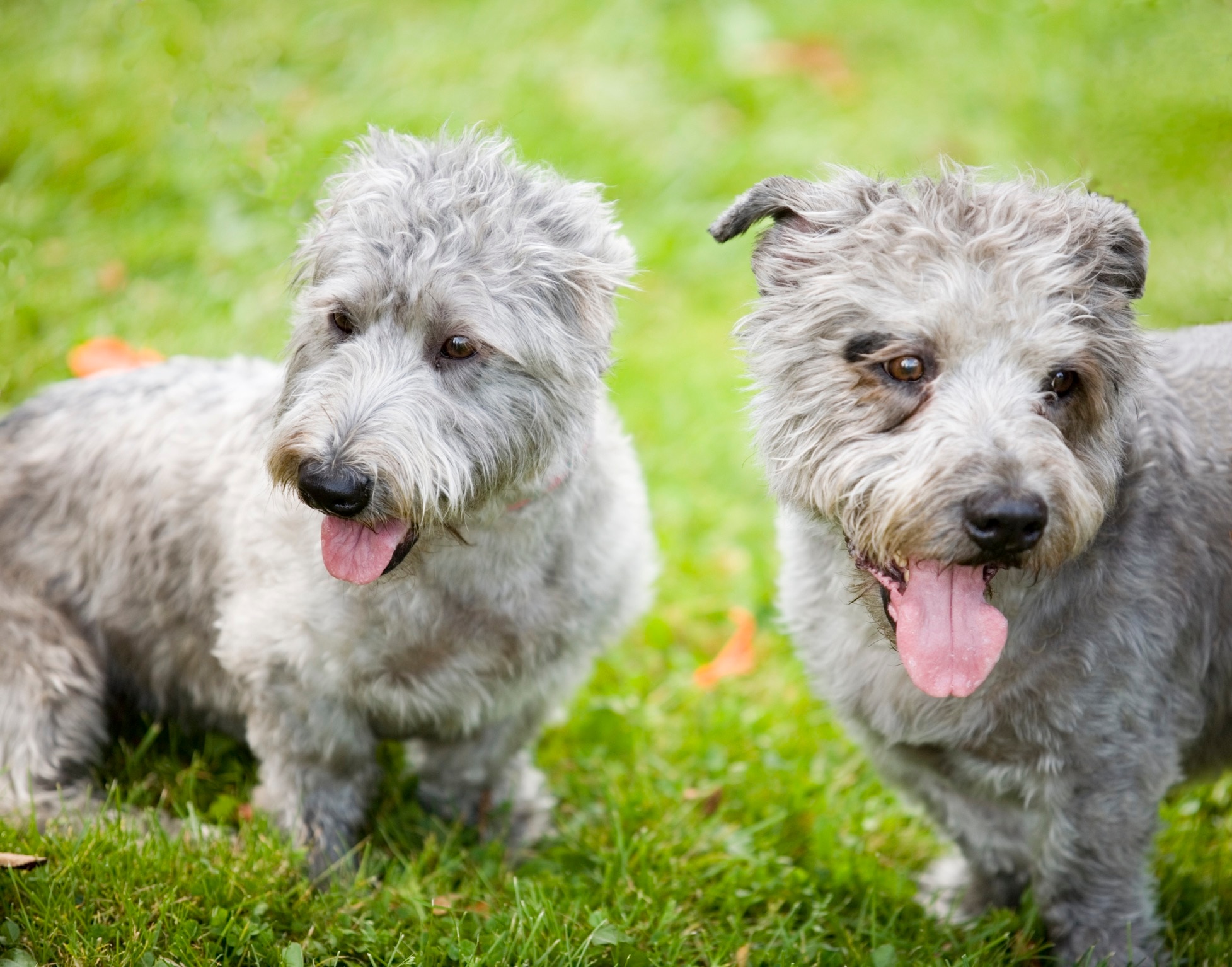 two gray glen of imaal terriers standing together